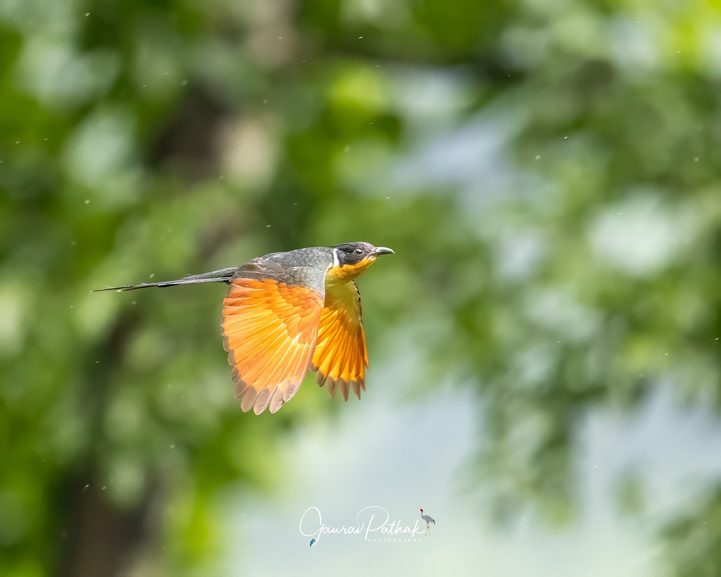 Chestnut-winged Cuckoo (Clamator coromandus) – It appeared like a spark in the grey—rich chestnut wings cutting through the rain-soaked landscape. We were winding through drenched roads and hanging clouds, not expecting much more than silhouettes in the mist. But then, this lifer showed itself. Briefly clear through the veil of rain, bold and unmistakable, it reminded us that even in the murk, magic still breaks through.
.
Location - Anjaw with @aviantrails
Shot on Canon R5
Canon RF600mm F4 L IS USM
ISO 1600
f/4
1/3200s
.
#canonrf600mmf4 #animalplanet #kings_birds #bbcearth #birdphotographers_of_india #bbcwildlifepotd #best_birds_of_ig #birds_captures #bestbirdshots #bird_brilliance #birds_adored #canonasia #canonedge
#capturedoncanon #birds_nature #discoverychannel #discoverychannelindia #earthcapture #canwithcanon #photoscapeofthemonth #morebirdpics #natgeoindia #natgeoyourshot #nature_brillance #ssptalenthunt #nuts_about_birds #planetbirds #raw_birds #your_best_birds #yourshotphotographer