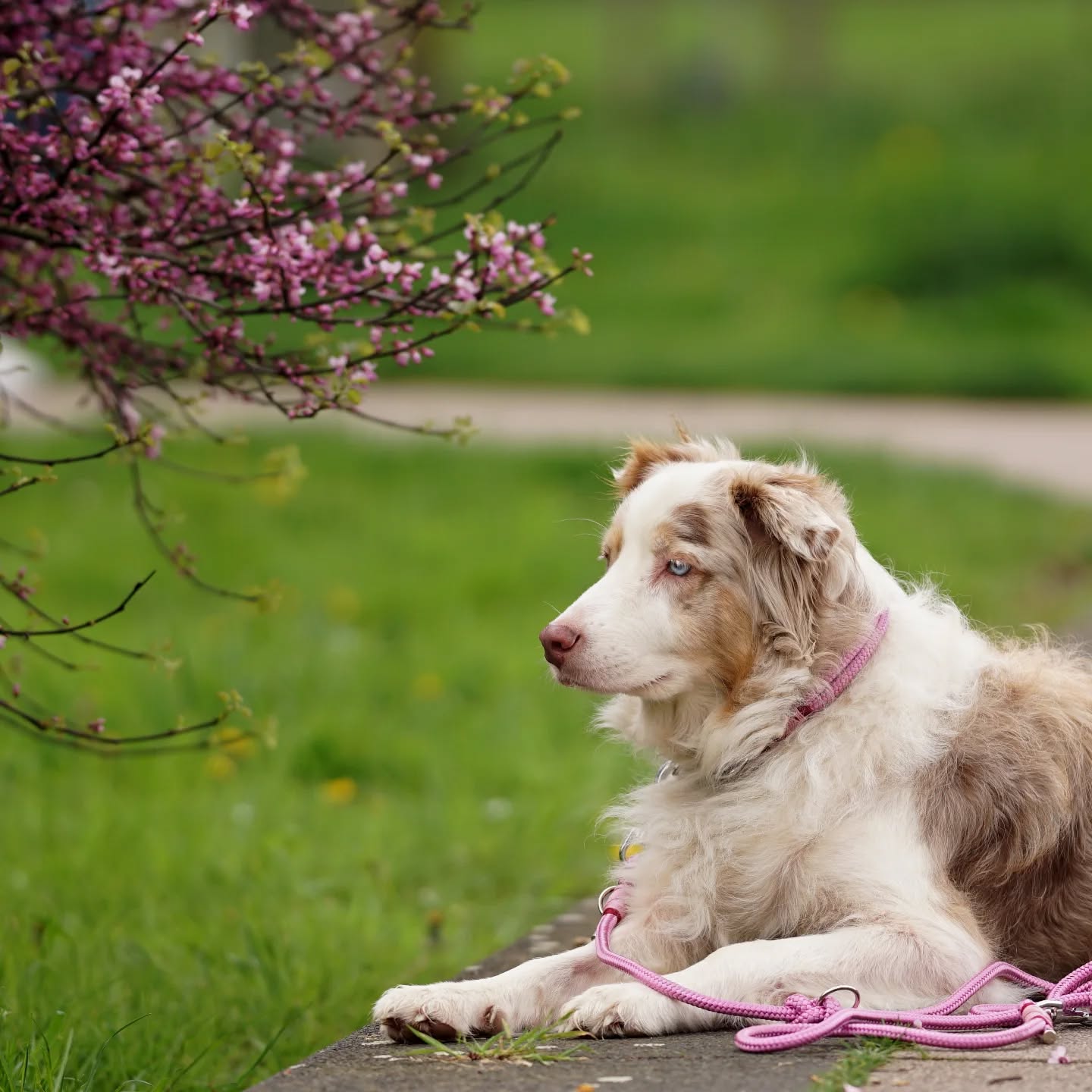 ✨ Pfingstspecial: Lieblingsset trifft Lieblingsrabatt 🐾💛
Im Bild trägt Mala unser zartes, handgefertigtes Set „Susi“ – bestehend aus Halsband und Leine aus hochwertigem Tau.
Schlicht, stilvoll und wie gemacht für gemeinsame Abenteuer. 🌷
Ganz gleich ob Sonnenschein oder Schietwetter – das Set ist nicht nur stilvoll, sondern auch super praktisch:
Es saugt sich nicht mit Wasser voll, ist waschbar und damit der perfekte Begleiter bei jedem Wetter. ☀️🌧️
Und weil Pfingsten die perfekte Zeit für kleine Freuden ist, bekommt ihr:
🎁 10 % Rabatt auf alles im Shop!
🔑 Code: PFINGSTEN10
📆 Gültig nur heute!
Jetzt euer Lieblingsstück sichern und mit Stil durchstarten! 🌞
#PfingstRabatt #SetSusi #TauleinenLiebe #HandgemachtMitHerz #MalaImEinsatz #PfingstenMitHund #FeiertagsSpecial #Wunschleinen