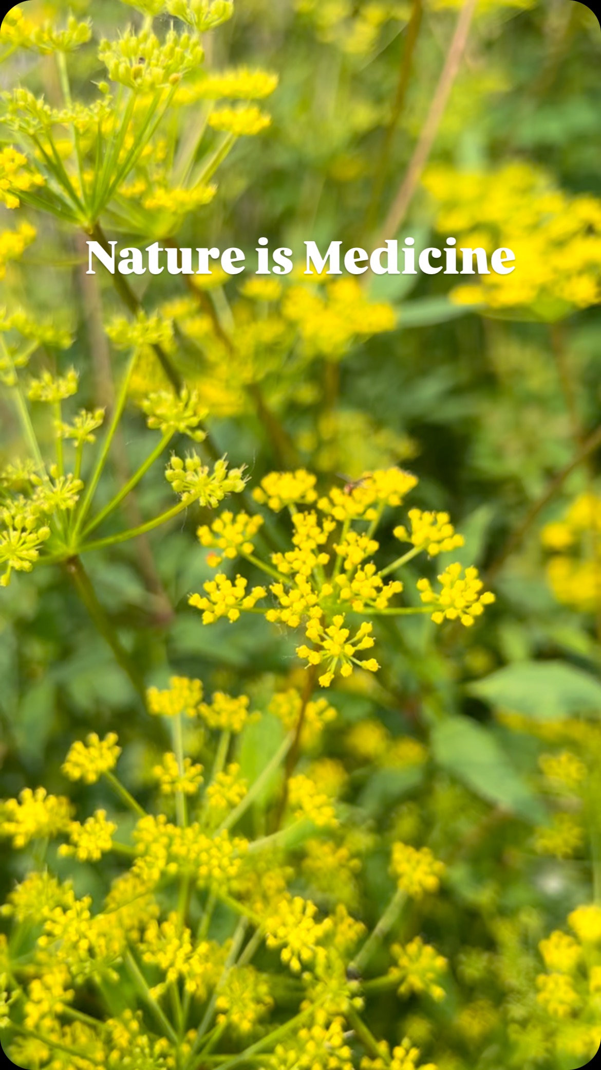 🌿 You ever notice how just being outside can change everything?
For me, time in nature is like hitting reset. Native plants, birdsong, fresh air—it’s the kind of medicine that heals more than just your body. It calms your mind. It lifts your spirit. It reminds you you’re part of something bigger. 💚
If you’re feeling off, maybe it’s time to step outside and let nature do what it does best.
#NatureIsMedicine #NatureAndBlooms #MindBodySoul #nativeplantsheal