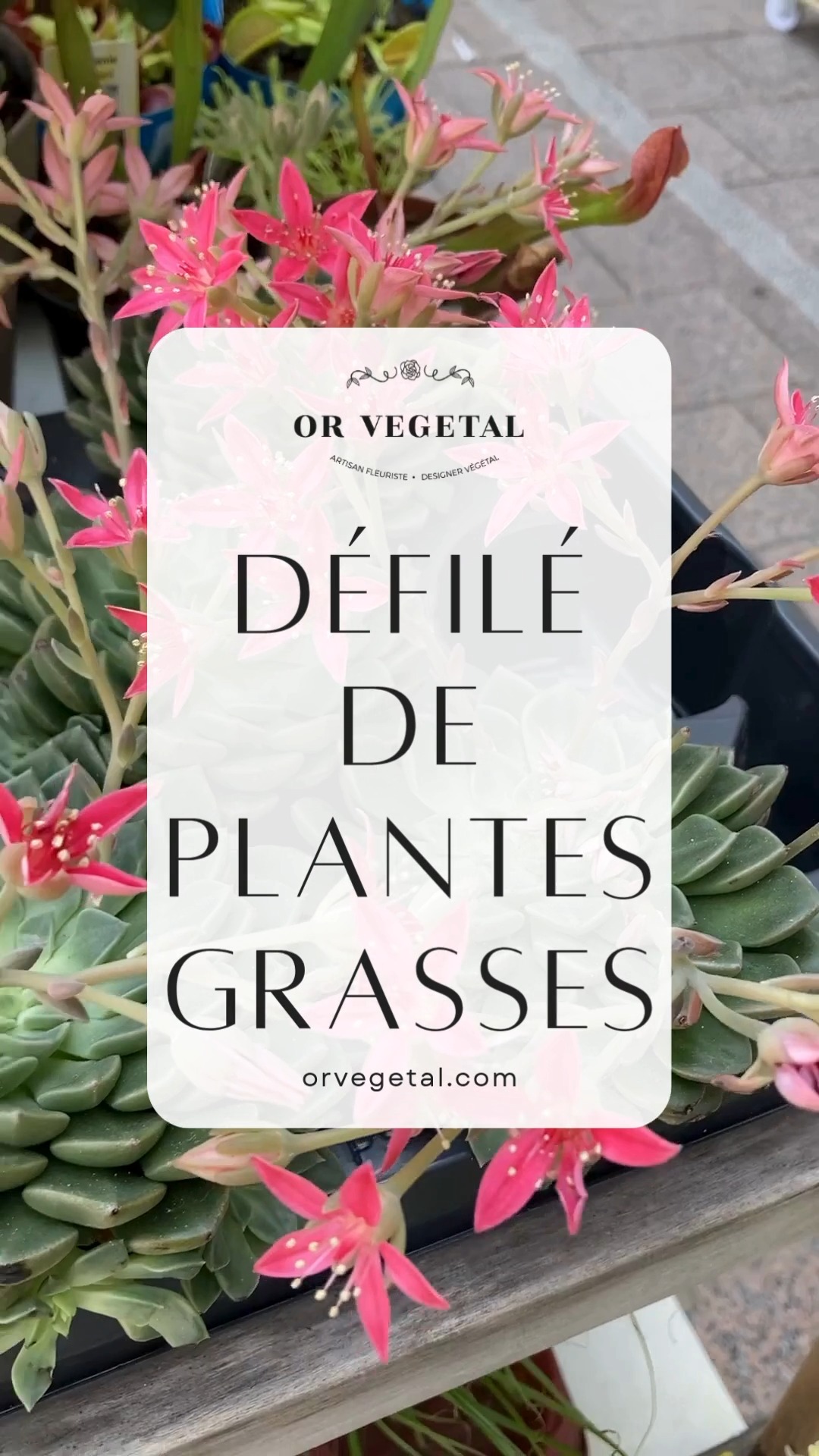 Elles aiment le soleil et ... l'oubli ☀️
Les succulentes, discrètes et résistantes, se contentent de peu — un peu de lumière, une terre bien sèche...
Elles offrent une palette de formes étonnantes, douces ou piquante 🌵, parfois graphiques, toujours sculpturales.
Ce soir, une collection choisie de plantes grasses, à adopter sans délai 😉
—
📍À découvrir chez Or Végétal, Pau
🌵 Parfaites pour celles et ceux qui n’ont pas (encore) la main verte
#OrVegetal #Succulentes #PlantesGrasses #PlantesFaciles #GreenTouch #PlantesGraphiques #Pau #ConceptStorePau #PlantesInterieur #DecoVegetale #SlowDesign #MinimalGreen #PlantesResistantes #SansEntretien #Biophilie