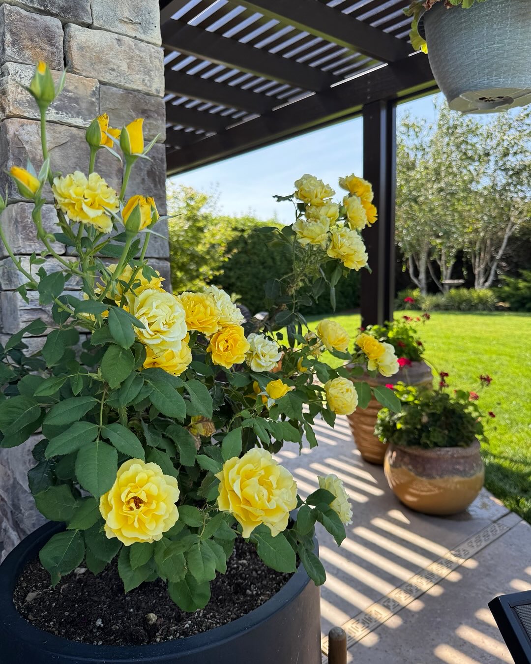 Happy Sunday☀️💛! What a beautiful morning. I love my yellow roses, they are so pretty and smell delicious. Checkout the yellow “This Ain’t No Yolk” in MoSilk and Suri Silk, both softer than air😉 .. Head on over to AdarahFiberArt.com and view all our Suri Silk and Mo Silk and have a sunny Sunday. Blessings 💛