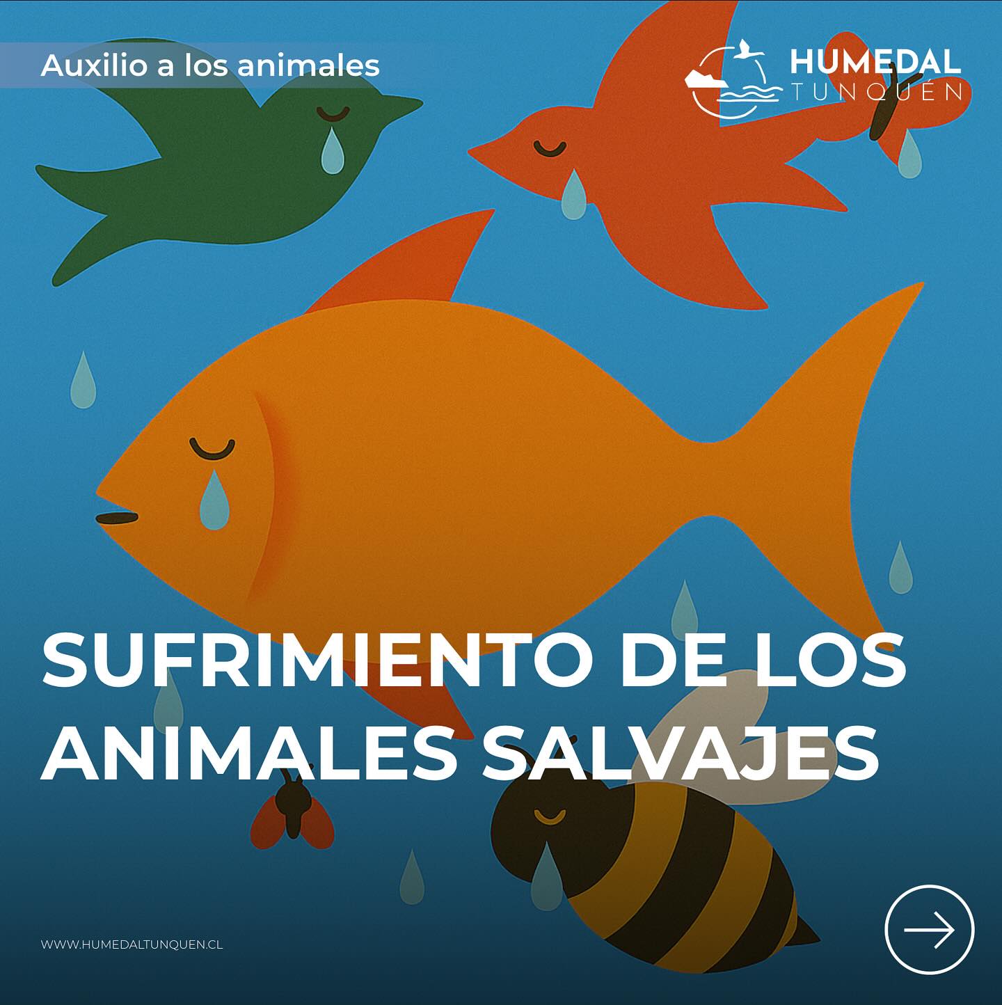Observarlos con compasión es el primer paso para protegerlos. Aunque libres, muchos animales silvestres enfrentan hambre, enfermedades y calor extremo.
Cuidar el humedal es cuidar su bienestar. 🌿💧
#AuxilioAnimal #HumedalTunquén #SufrimientoSilvestre