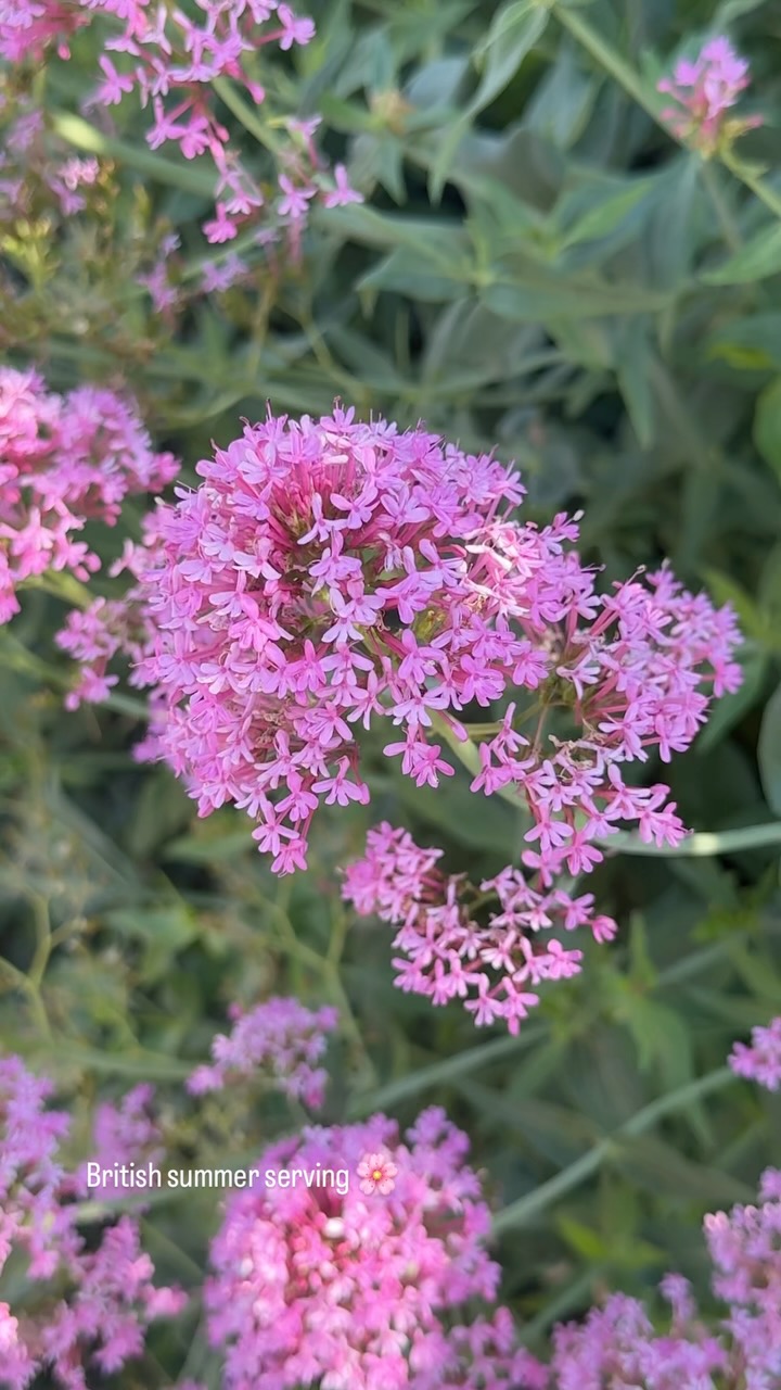 Visiting my Dad and obsessed with the English countryside walks, so full of colour this time of year ♥️ inspo everywhere
#flowerstagram #stylinginspiration #summer #europesummer #gardenlove #dinnerparty #styling #smallbusiness #dinnerpartydecor #eventdecor #event #explore