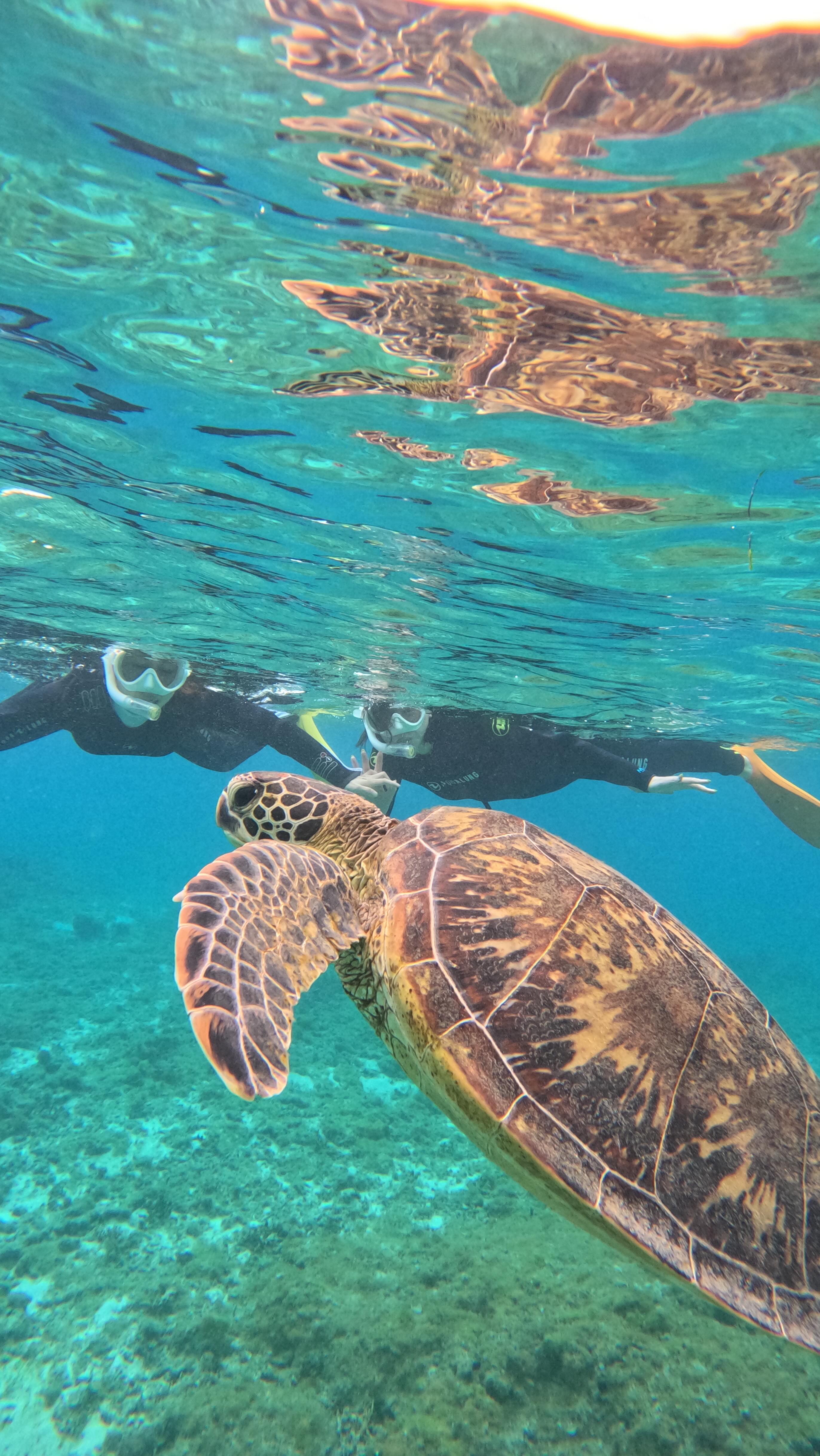 \うみがめと泳いでみませんか?/
うみがめシュノーケル体験をご利用いただき、誠にありがとうございました🤗🐢✨
スタッフがポイントまでサポートしますのでお客様は浮き輪につかまるだけ❗️🛟😉🤲泳げなくても大丈夫です👍
本当に出会える‼️大人気🔥
#うみがめシュノーケル 体験 🐢💕
奄美大島の美しい海を舞台に、心に残るマリンレジャー体験をご提供しております🏝️✨🏄
シュノーケリング🤿やクリアカヤック🛶で美しいサンゴ礁🪸🐠の探検、興奮のジェットスキーやバナナボート、大人気のSUP🏄♀️など、様々なアクティビティをお楽しみいただけます。プロのスタッフが安全に楽しむためのアドバイスを行い、しっかりとサポートいたしますので、初めての方も安心してお楽しみいただけますよ😊🤙
もちろんGoPro撮影データ無料プレゼント🎁
とびっきりの思い出を残しましょう💖🤗
詳しくはプロフィールのリンクURL🔗から公式サイトをご覧くださいませ📝👀✨
「とおしめマリン」で検索🔍
\奄美大島の大自然を大満喫!/
当日お問合せも大歓迎です‼️🤗帰りの飛行機の時間までにご体験できるおすすめプランを提案いたしますよ🙌🎶お気軽にご相談ください💁🏻♀️
【当日・前日ご予約OK】
ほとんどの方が未経験‼️
初めてでも安全に楽しめるアクテイビティばかりです!🤗
公認インストラクターが丁寧にわかりやすくレクチャーいたしますよ☺️👍
ご予約はプロフィールのリンク🔗URLからどうぞ🤗
もちろんウェットスーツ貸出無料ですのでご安心ください😉👍ツアー終了後は暖か〜いシャワーも浴びれます♨️🫧
🙌\気軽に手ぶらでご参加OK/🙌
「大切なカメラを水辺に持っていくのは不安…😰」なんて心配もいりません❗️ツアー中はガイドが専用の防水カメラで皆様のお写真・動画を撮影し、データを無料でプレゼントいたします🐠📸🤗
【当日・前日ご予約OK】
奄美大島の海を大満喫いただけるアクティビティ体験をお気軽にお手頃価格で👍🐠🪸🐢✨
🔰初心者さん大歓迎です🥰🔰
ほとんどの方が未経験‼️
初めてでも楽しめるアクテイビティばかりです!🤗
公認インストラクターが丁寧にわかりやすくレクチャーいたしますよ☺️👍
ご旅行をご検討中の方はぜひお気軽にお問合せ、ご相談ください😊
世界自然遺産に登録された奄美大島で、マリンアクティビティを大満喫いただけます🙌
🐬マリンアクティビティ メニュー🐬
#SUP
#クリアカヤック
#クリアSUP
#カヌー
#ジェットスキー
#バナナボート
#シュノーケル
#ボートチャーター
#水中スクーター
#ビーチBBQ
#プライベートビーチツアー
💡1名様〜団体様までご要望に合わせてツアー内容をアレンジすることも可能です😉まずはDMやお電話でもお気軽にご相談ください✨
📍とおしめマリンリゾート 芦徳事務所📍
〒894-0412 鹿児島県大島郡龍郷町芦徳377
☎️080-1118-7000
◉年中無休
...................................................
#鹿児島県#離島#奄美大島#奄美大島旅行#奄美大島観光スポット#沖縄#海遊び#ビーチリゾート#シュノーケル#カヤック#クリアカヤック#ジェット##バナナボート#SUP#クリアサップ#世界自然遺産#カップル#学生旅行#とおしめマリン#GoPro