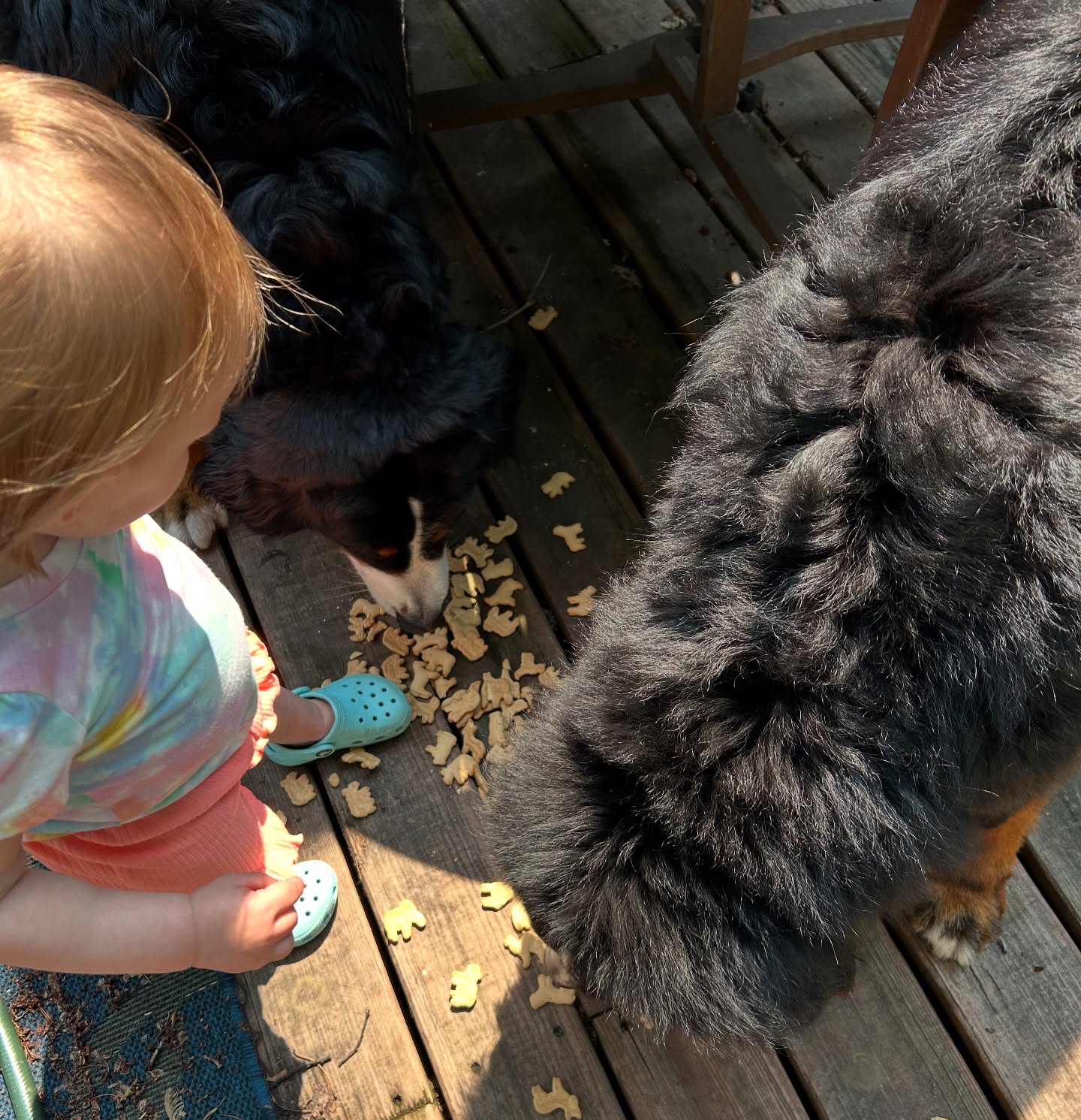 Something great happened today 🤩
B&E did an A+ job on clean up crew after the animal crackers spilled!