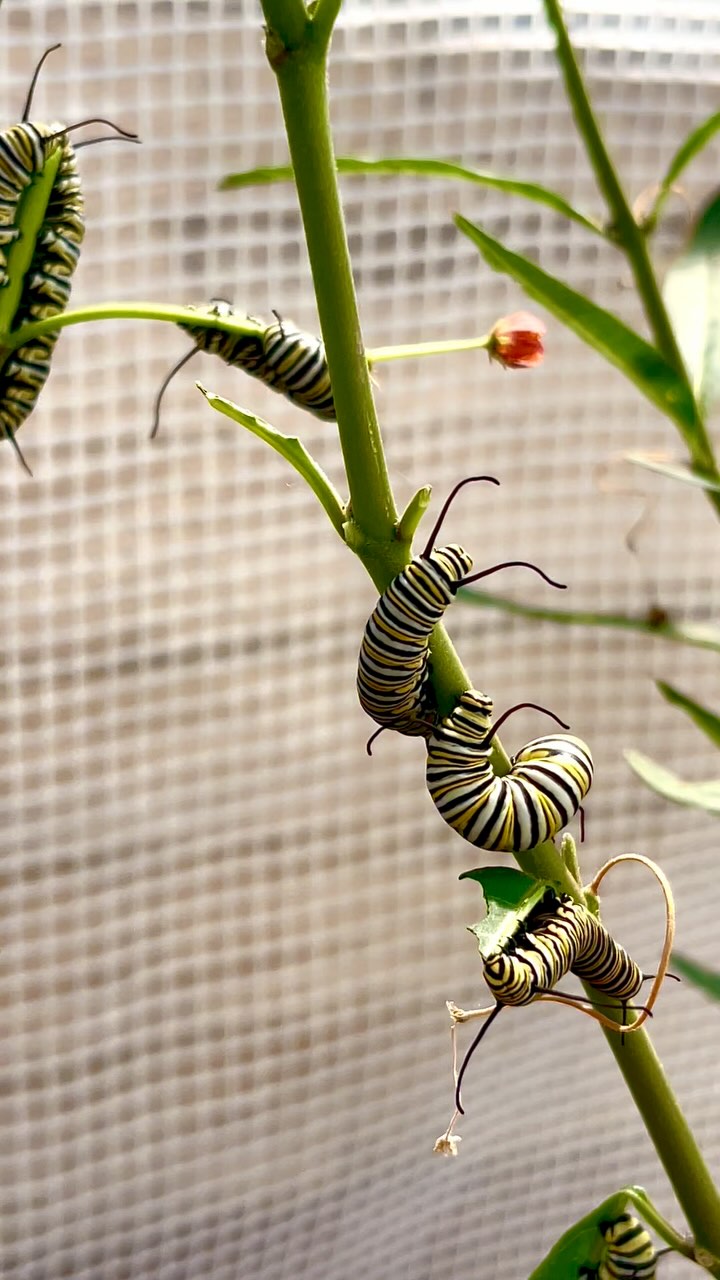 ✨ Nom nom nom! It’s a royal feast in the garden and these chunky monarch caterpillars are the stars of the snack show! 🐛👑 Munching milkweed like it’s their magical destiny… because it is! 🌿💫
🦋 Whimsy fact: In just two weeks, a monarch caterpillar can eat over 200 times its own weight — That’s like a human baby eating 1,000 pounds of food by their second birthday 😳🍽️
#MonarchMagic #ChubbyCaterpillarClub #MilkweedFeast #Blackborg #TinyMandiblesBigAppetite #WhimsicalWildlife #ButterflyWhispers #GardenRoyals #butterflysanctuary #pollinatorgarden #butterflylifecycle #butterflykits #naturelovers #butterflyrelease #naturelovers #butterflyfacts #handsonlearning