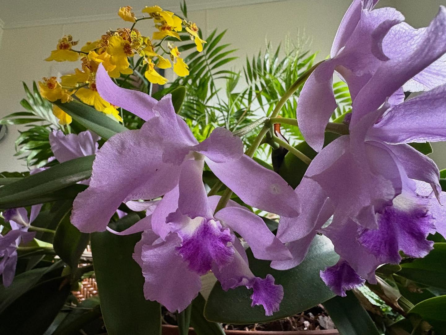 Purple Cattelia and yellow Ballerina (a real show stopper) orchid flowers - brightening up winter’s muted colours