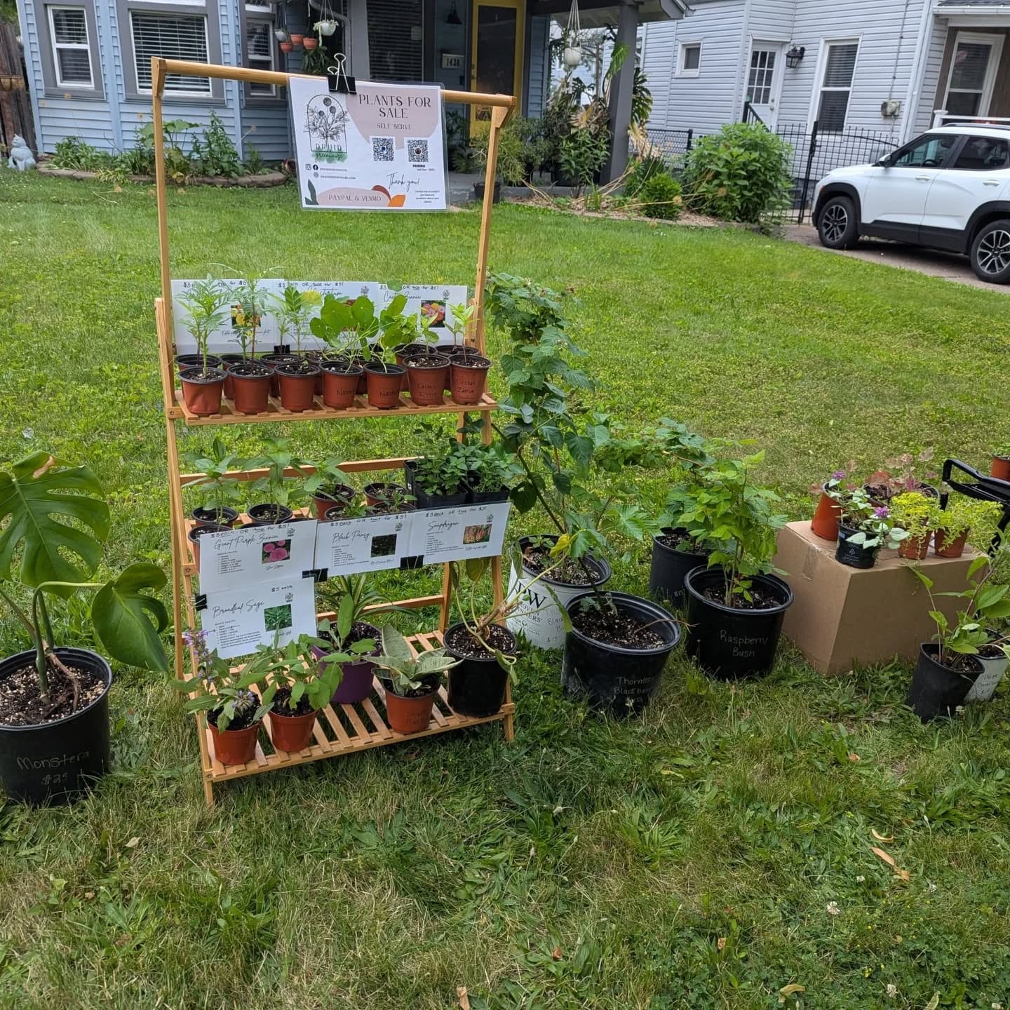 The plant stand is out! Self serve
1438 Newman Ave - LAKEWOOD
Some awesome flowers for your annual garden. Natives, perennials, and blackberry & raspberry bushes with ripening berries waiting to be planted in your yard!
#druidgreenhouse #plantstand #plantsale #lakewoodohio