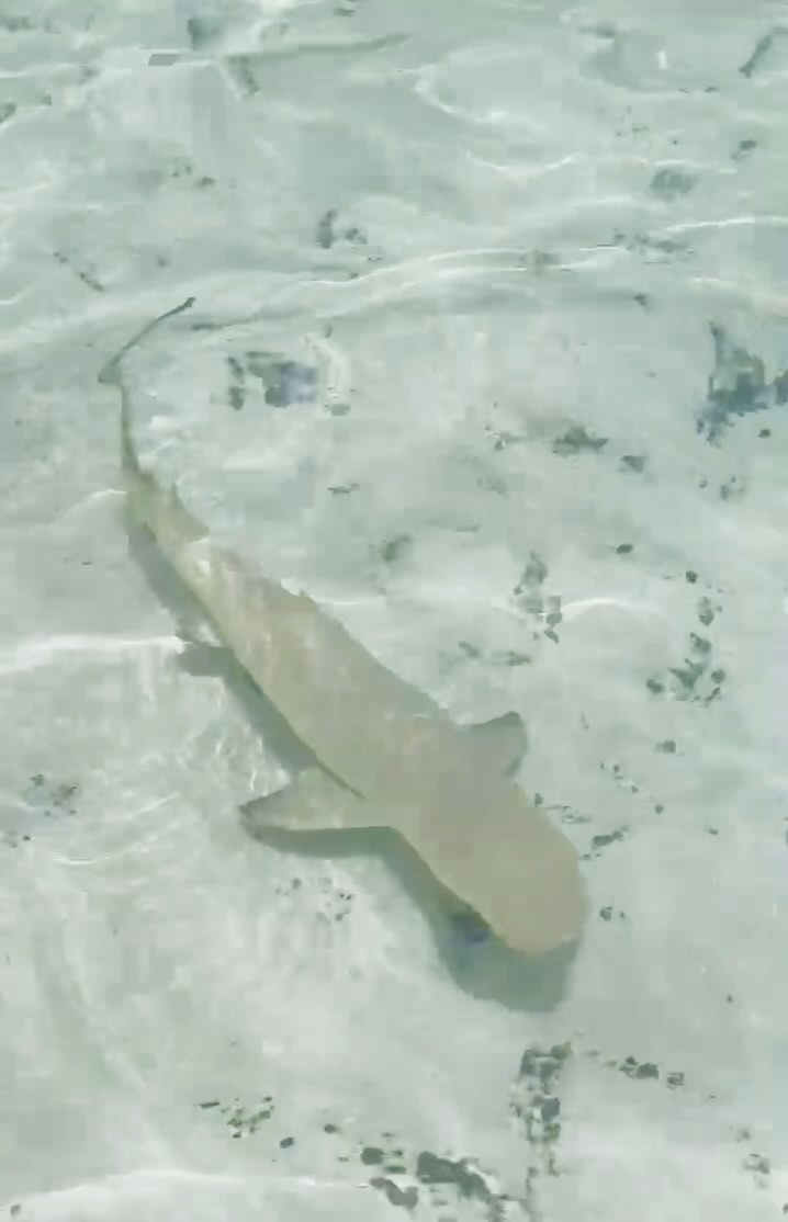 Cute little guy at Maho today! Watch ur ankles lol.