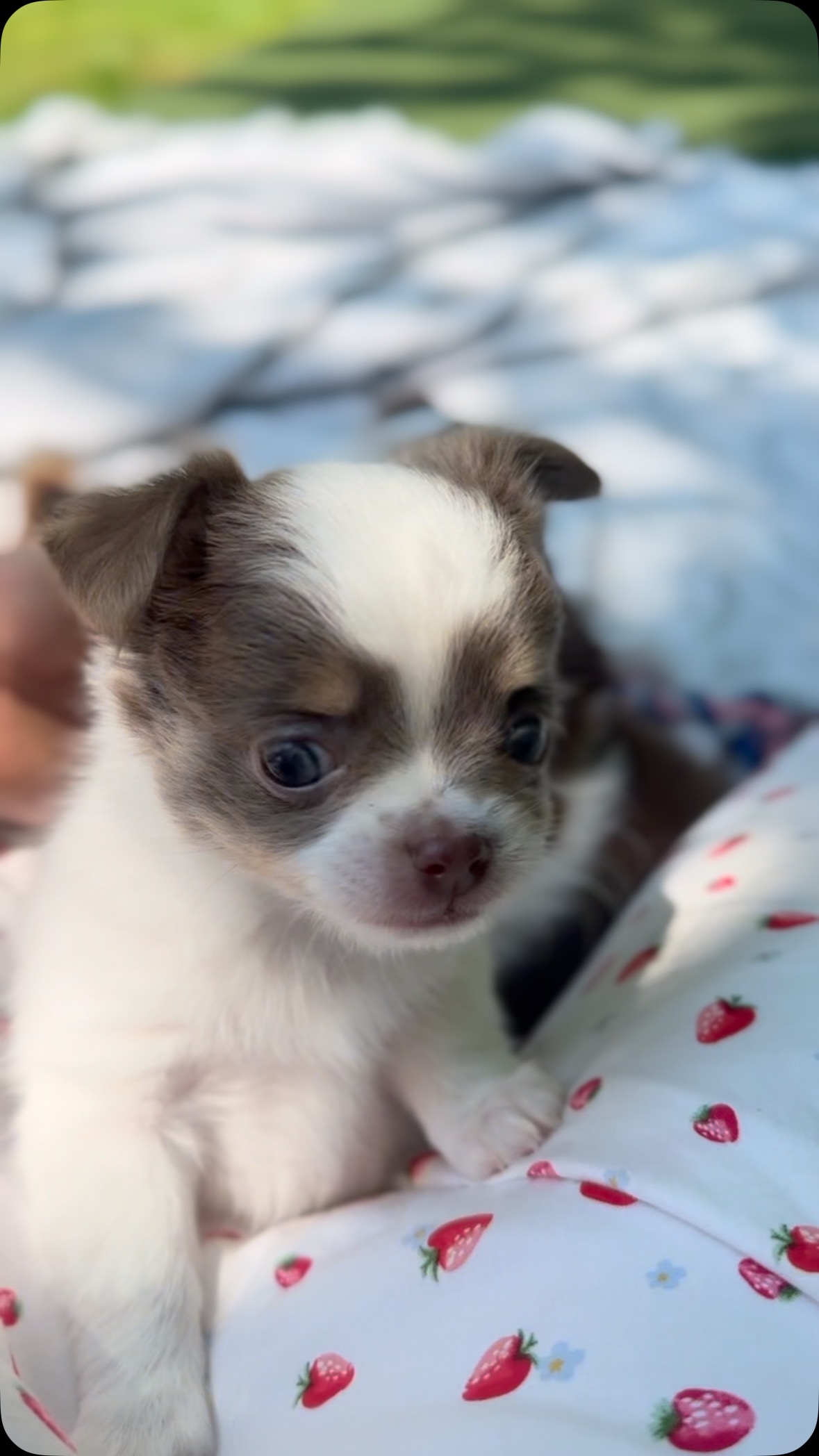 Bluey, Jayco and Rosco 🥰 #available #chihuahausofinstagram #trending #puppy #fuzzy #cute #fyp #longhair