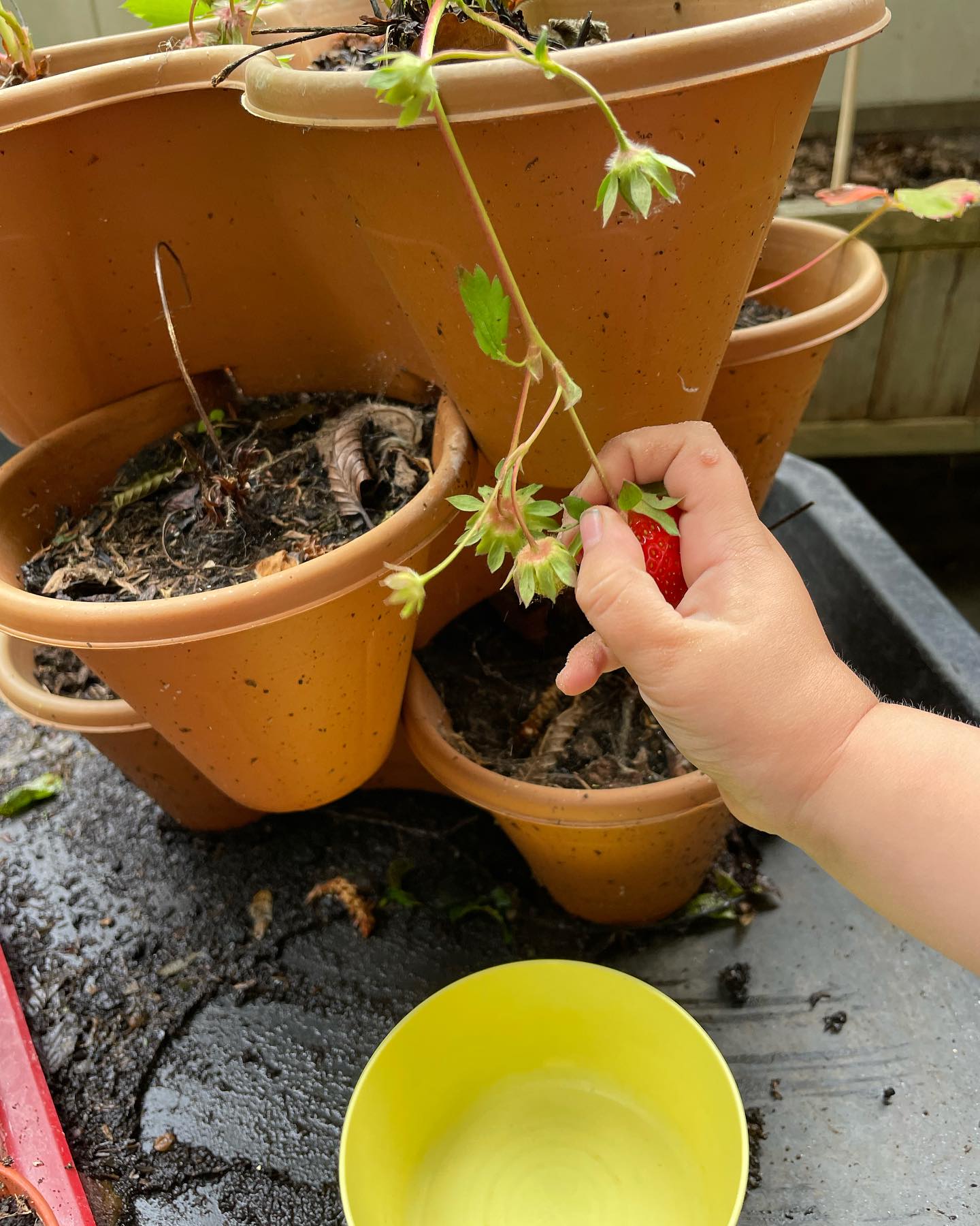We have grown our very own strawberries 🍓 to have for our snack today… delicious 😋