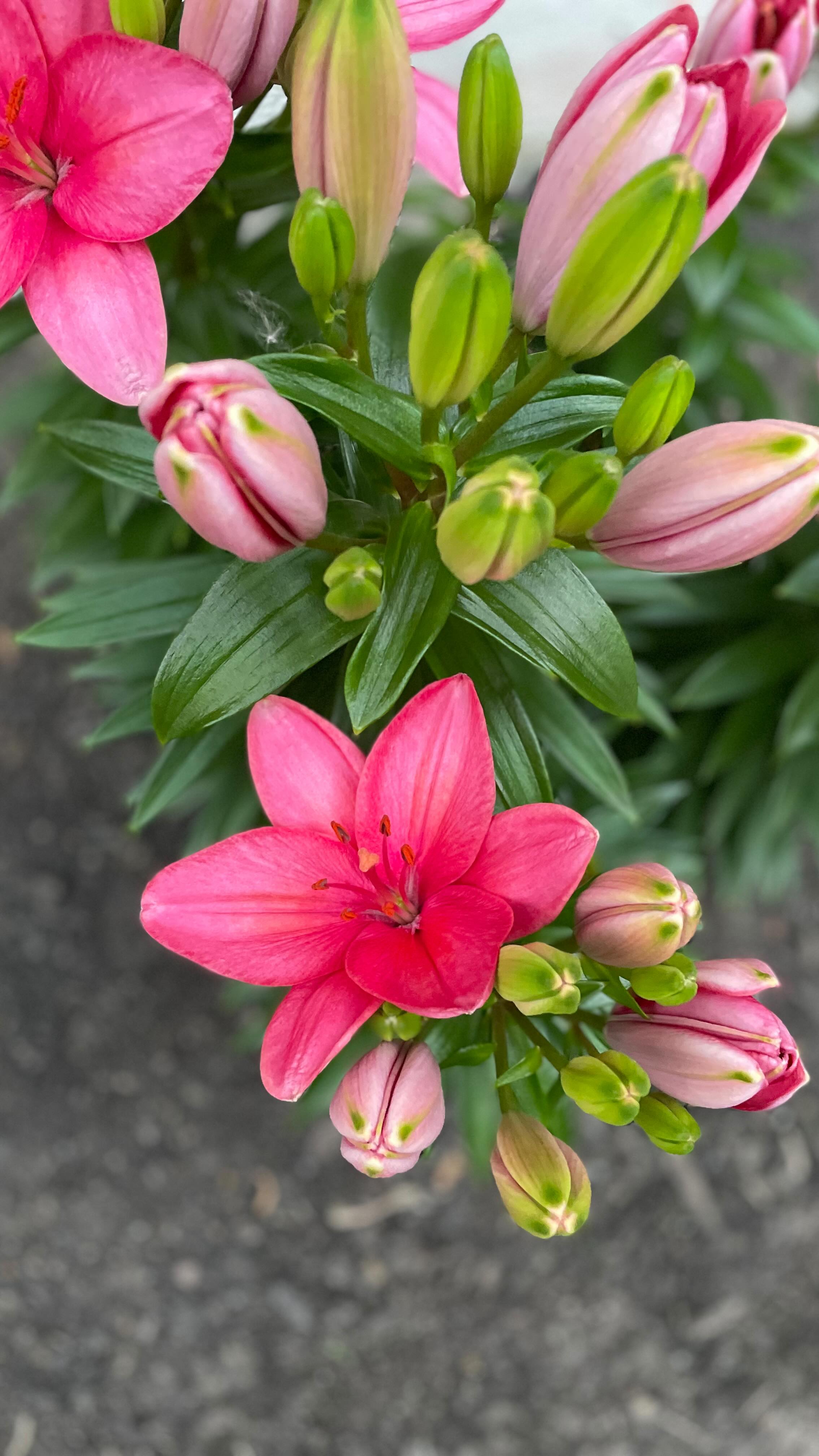 Love, Buffalo Wombyn 🌺