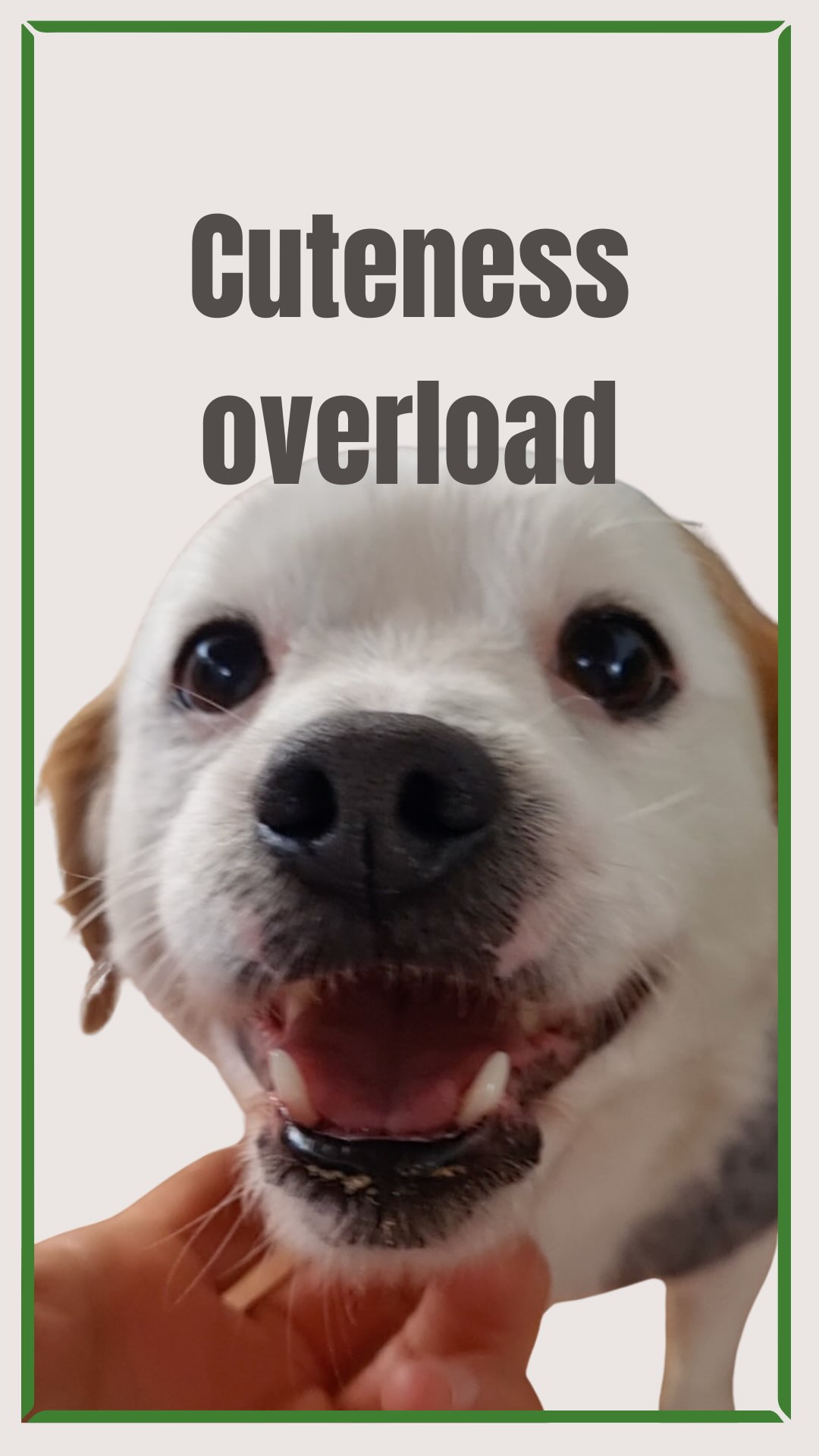 Of course you think I’m cute, because how can you not with this face? 🐶