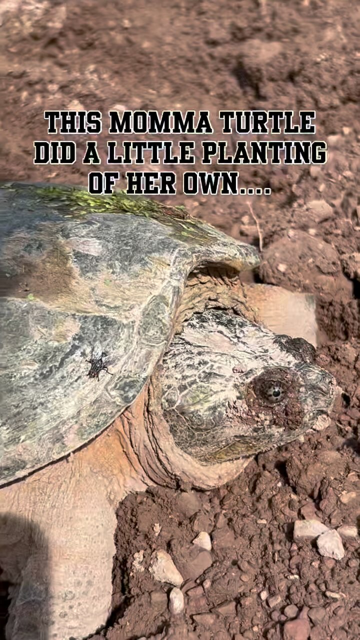 Cool things happen all the time in nature but we only occasionally are there to see it. Last week, I was doing some spring planting and looked across the field and saw this prehistoric momma laying her eggs. From the algae growing on her shell, she clearly didn’t leave the pond much but each June we see lots of turtles and snakes climb the hill to our fields to lay their eggs in the soft dirt and mulch there. This is the biggest one I’ve seen yet. When she was done, I marked her nest and left it open for the hatchlings to emerge easily when their time comes. Now if I’m really truly lucky, I might get to see that happen. 🤞❤️🐢#walkingwindfarmandflorist #locallygrownflowers #oldtownalexandriafarmersmarket #buchananhall