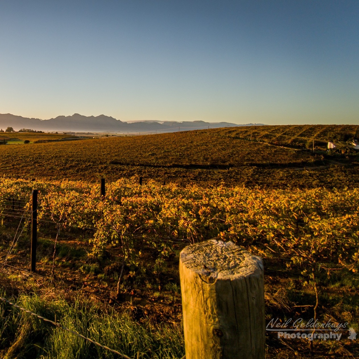 The light hits differently out here ✨✨✨
There’s a stillness in the Swartland that settles deep in the soil, and somehow, it makes its way into the wine.
Captured so beautifully here by local photographer @neil_geldenhuys_photography, this view of the Riebeek Valley reminds us why we do what we do. These landscapes don’t just shape our days; they shape our wines.
The shale-rich soils. The hardy old bush vines. The quiet fallow season of winter, when the vines rest and gather strength for the year ahead.
This is where BESTER Family Wines is rooted. And this is what you taste in every bottle.
📩 To arrange a Stoepsit tasting session in the valley, or to have our wines delivered straight to your door, contact Zakkie:
zakkie@besterwines.com | 082 805 5586 | www.besterwines.com
#BesterFamilyWines #BFW #SwartlandWine #WineWithAView #RiebeekValley #TerroirDriven #StoepsitTasting #MeetTheMaker #SupportLocal #SouthAfricanWine #NeilGeldenhuysPhotography