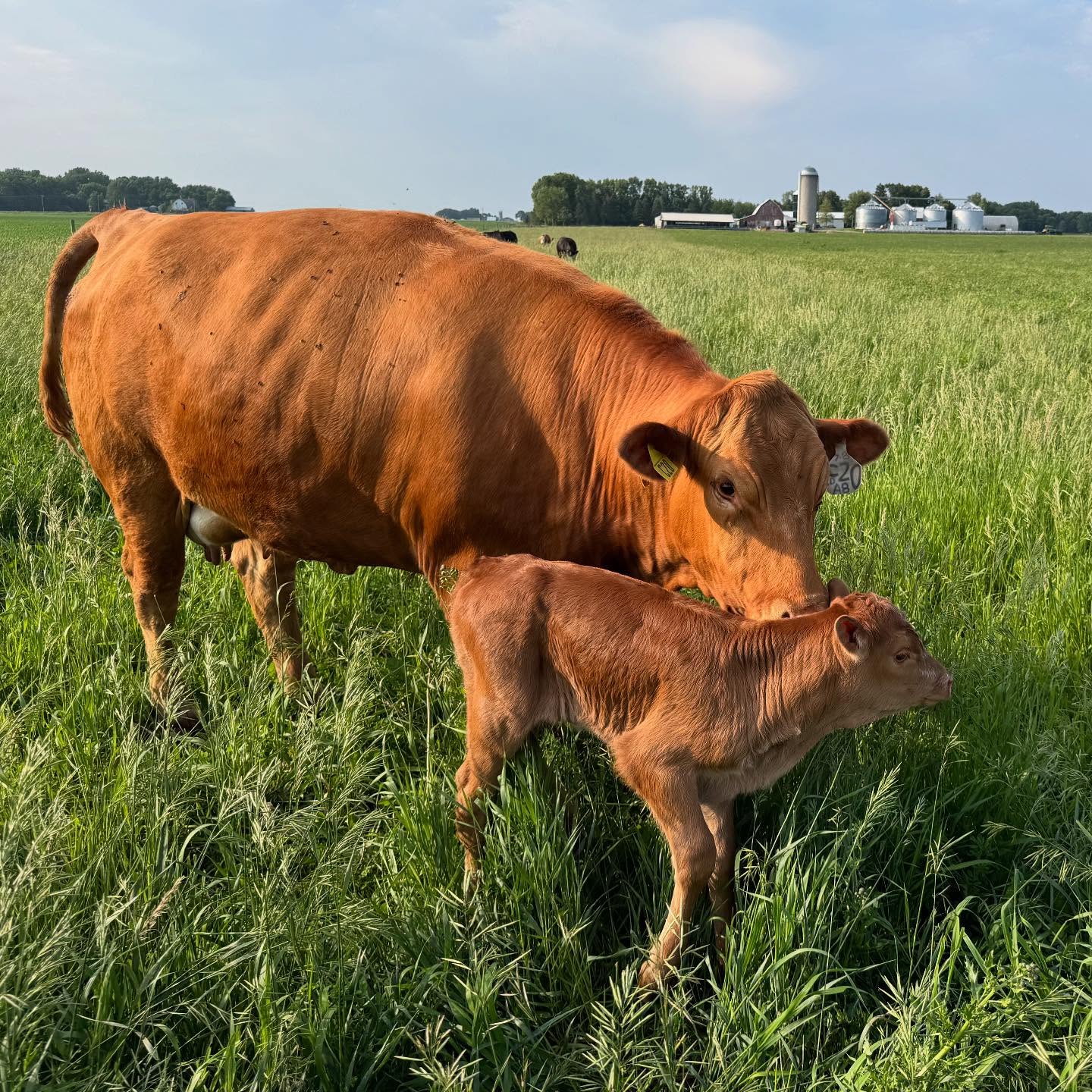 #akaushi #akaushiwagyu #mnfarmer #akaushiassociationofamerica 📸 - Kurt