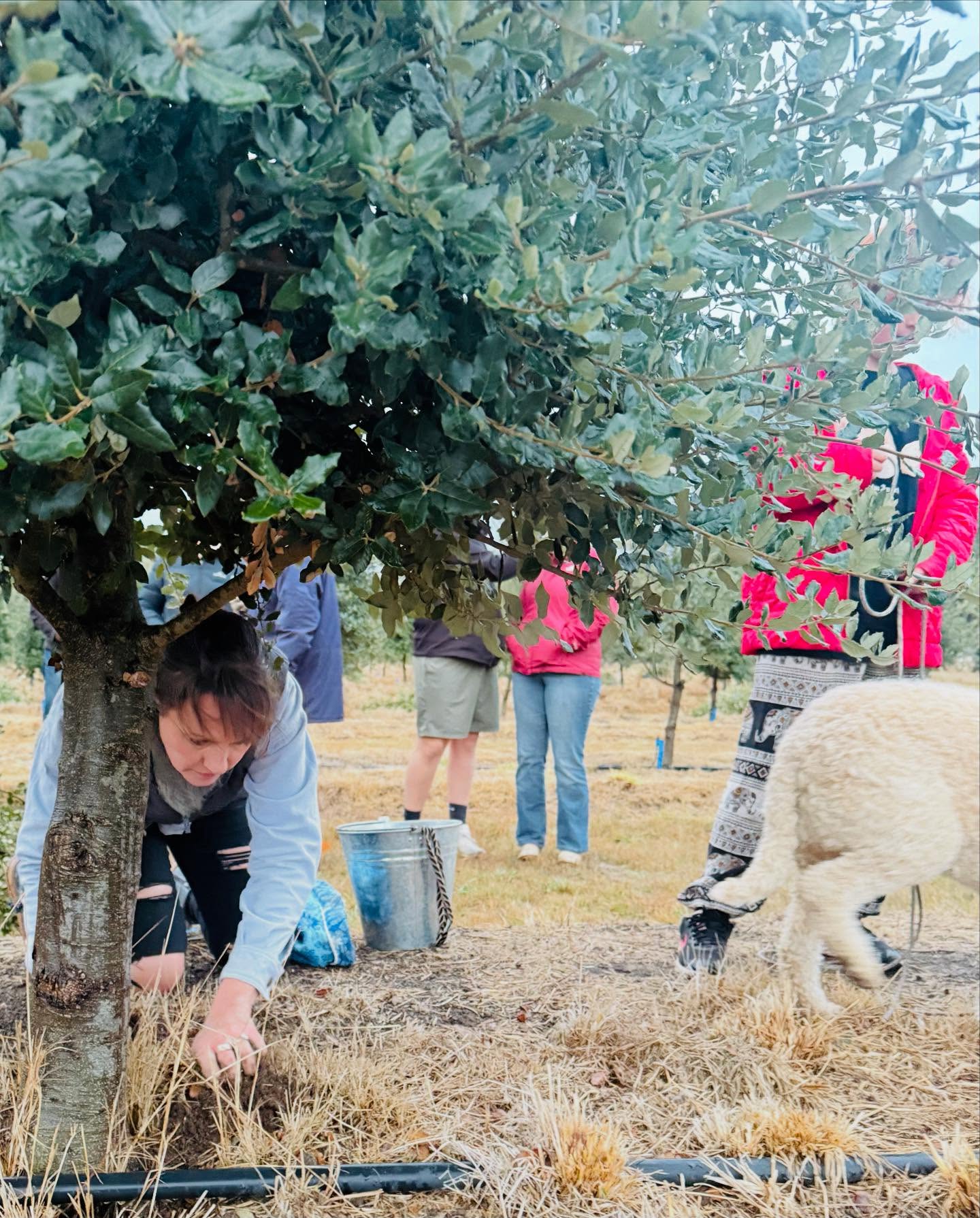 What an incredible start to the truffle season! Double Oaks hosted several private truffle hunts this weekend with friends, customers and talented chefs from Melbourne's iconic Asado Restaurant @asadomelbourne . Over just 3 days, we have harvested 4kg of beautiful winter black truffles matching our entire 2024 season. Stay tuned to see what the rest of our season brings! #truffle #frenchoak #truffiere #truffles #truffledog #macedonrangeswine #functionsvictoria #weekendsinmelbourne #macedonrangesnaturallycool #cellardoorvictoria #melbournecellardoor #victorianwine #victorianwinery #winerymacedonranges #newreleasewine #macedonrangesnaturallycool #cellardoorvictoria #visitwineryvictoria #wineryvictoria
#cellardoorfood