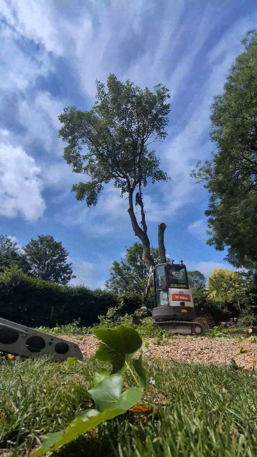 Tulip tree dismantle in very windy conditions 🌬️🍃🌳🪚 @m1waymason smashing the task in hand 👌
#treesurgery #treeremoval #treecontracting #treework #andovertreesurgeon #winchestertreesurgeon #hampshiretreesurgeon #wiltshiretreesurgeon #arb #arbdigger #salisburytreesurgeon