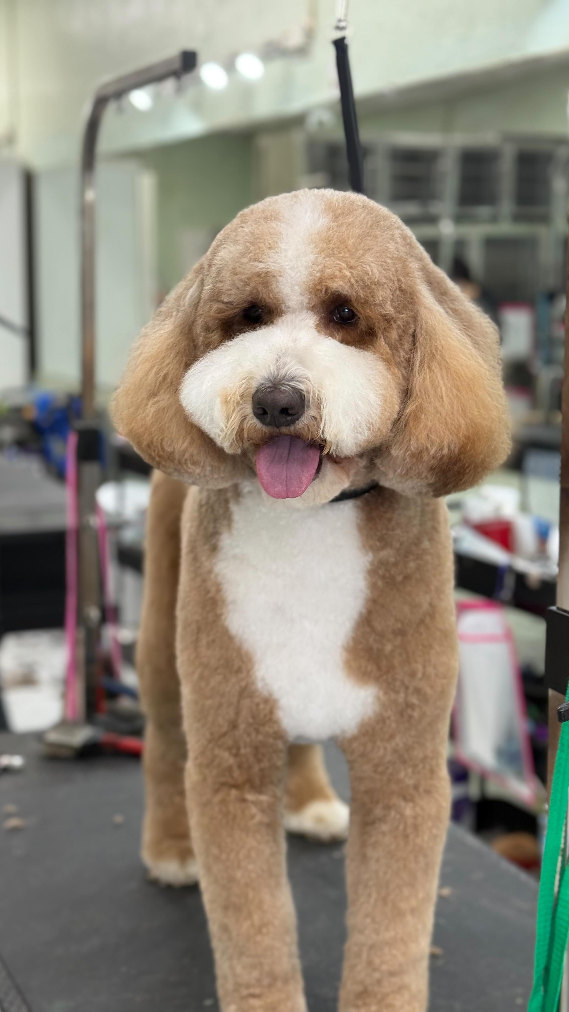 First visit for Yogi Bear 🐻 Welcome to the City Pooch family 💙 #miamidoggrooming #doggroomingsalon #citypooch #petsofig #goldendoodle #miami #brickell #downtownmiami #coconutgrove #keybiscayne #coralgables