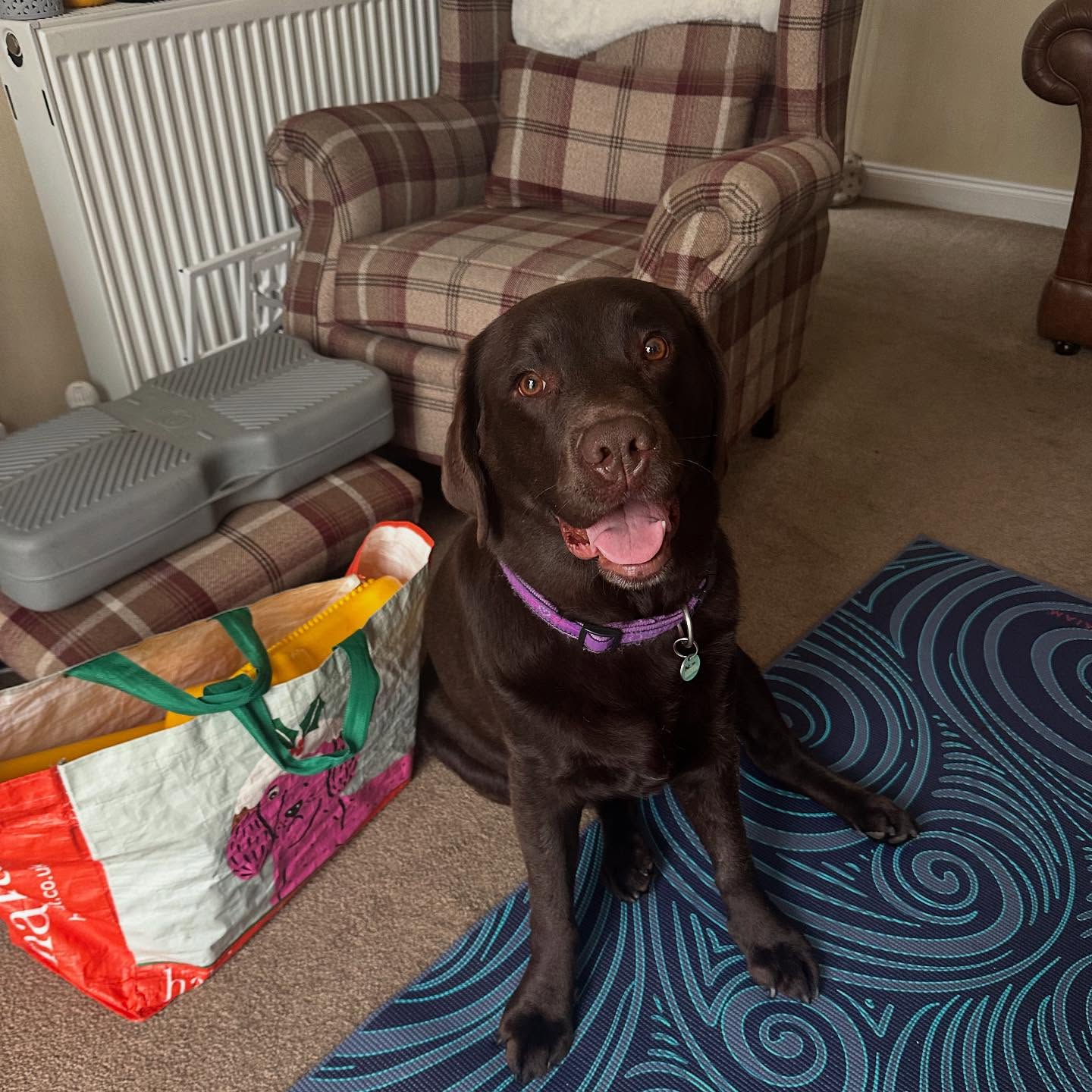 One tired Ellie after her check-in today!
Shes says to excuse the sloppy sit😂
Ellie has been doing amazingly with the help of her very committed mum and has lost 3kg!
This alongside her exercise programme will help keep her joints healthy and mobile and her muscles strong. All in aid of slowing down arthritis, reducing compensatory pain and spending more years doing what she loves!
Go Ellie! 💪