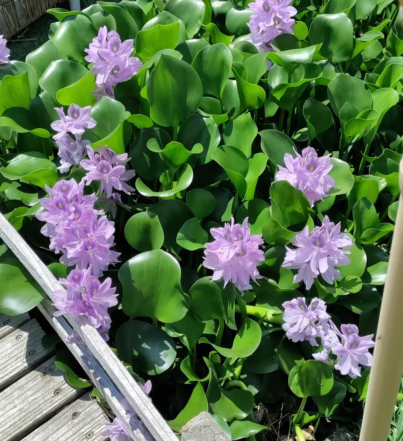 First pond Hyacinth bloom of 2025...... ❤️
