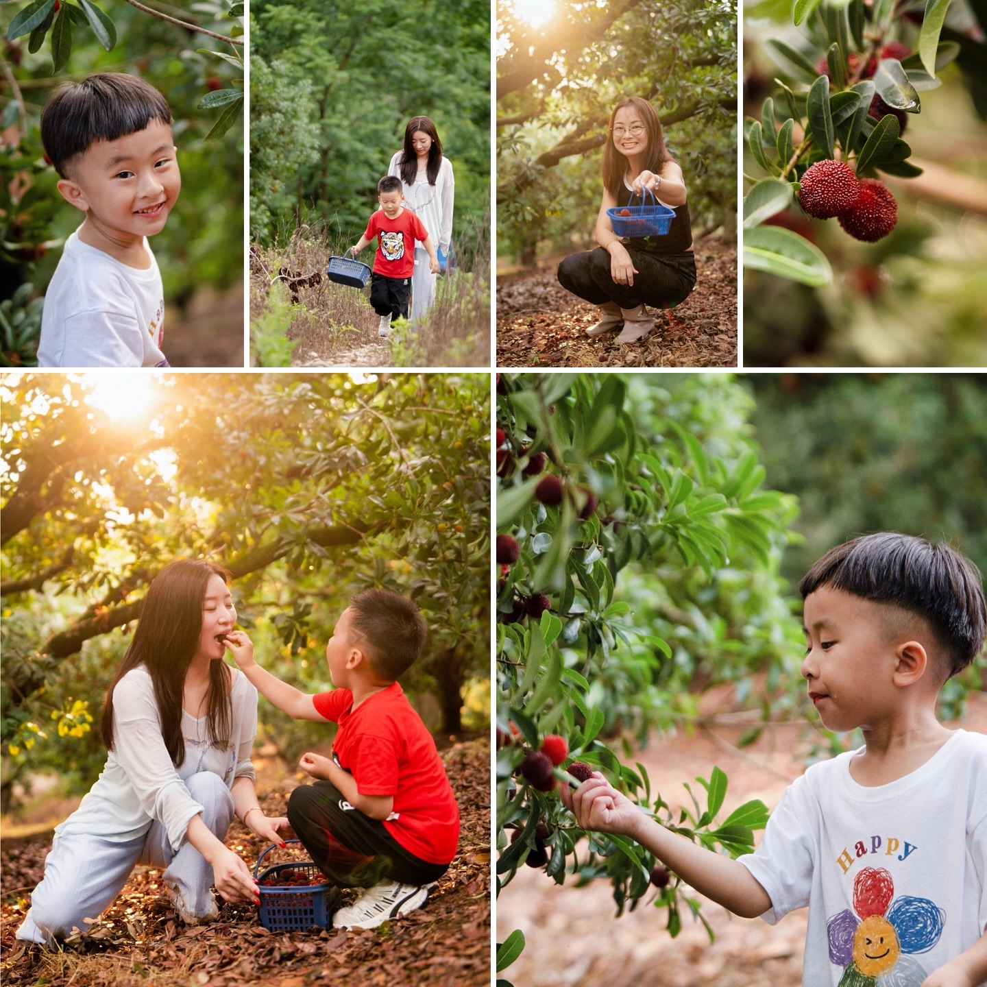 So many berries, so little time
The trees are overweight with ripe and sweet wax berries (杨梅) and we’re racing against time to pick them before the rain drop the berries on the floor.
Though not all the berries are picked on time, we are certain that we had more than enough berries for everyone!