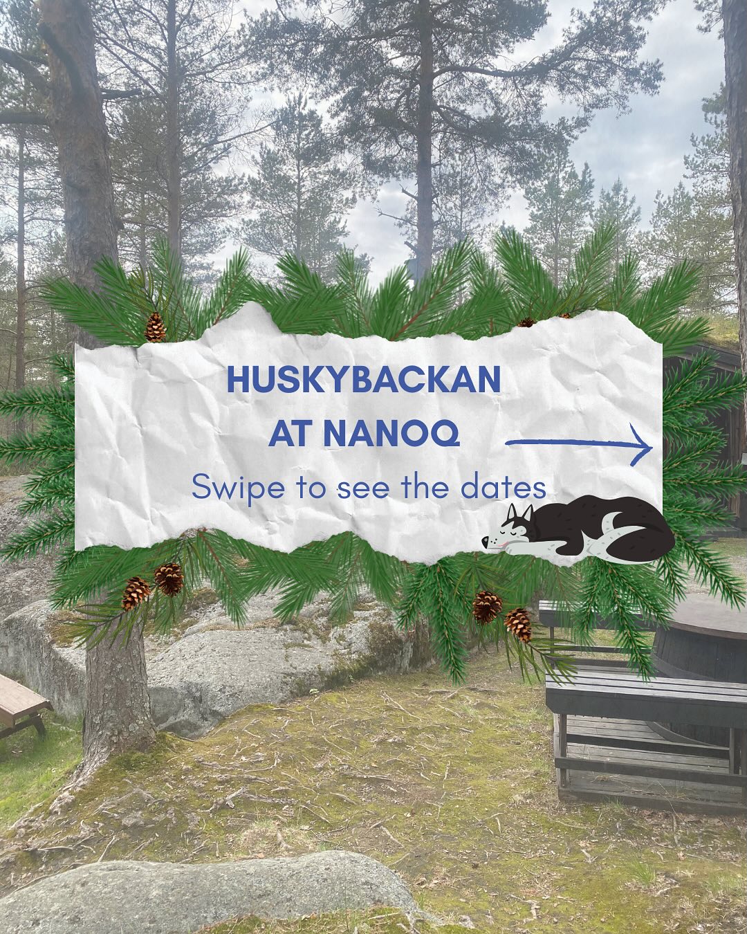 🇸🇪 Möt Alaskan husky! 🐾
I sommar gästas Arktiska museet Nanoq av hundkenneln Huskybackan! Kom och lyssna på spännande berättelser om hundslädekörning och livet med huskies – och träffa riktiga Alaskan huskies på plats!
Välkomna! 🐕
📅 Datum: 23.6, 12.7, 20.7 & 23.8
🕑 Tid: 14:00
🇬🇧 Meet the Alaskan Husky! 🐾
This summer, the Arctic museum Nanoq is visited by the sled dog kennel Huskybackan!
Come hear fascinating stories about dog sledding and life with huskies – and meet real Alaskan Huskies in person!
📅 Dates: June 23, July 12, July 20 & August 23
🕑 Time: 14:00 (2 PM)
Welcome! 🐕
🇫🇮 Tule tapaamaan alaskan huskyja!
Tänä kesänä Arktinen museo Nanoq saa vieraakseen rekikoirakennel Huskybackanin! Tule kuulemaan tarinoita valjakkokoirista ja elämästä huskyjen kanssa – ja tapaa oikeita alaskan huskyja paikan päällä!
📅 Päivät: 23.6., 12.7., 20.7. & 23.8.
🕑 Aika: klo 14.00
Tervetuloa! 🐕