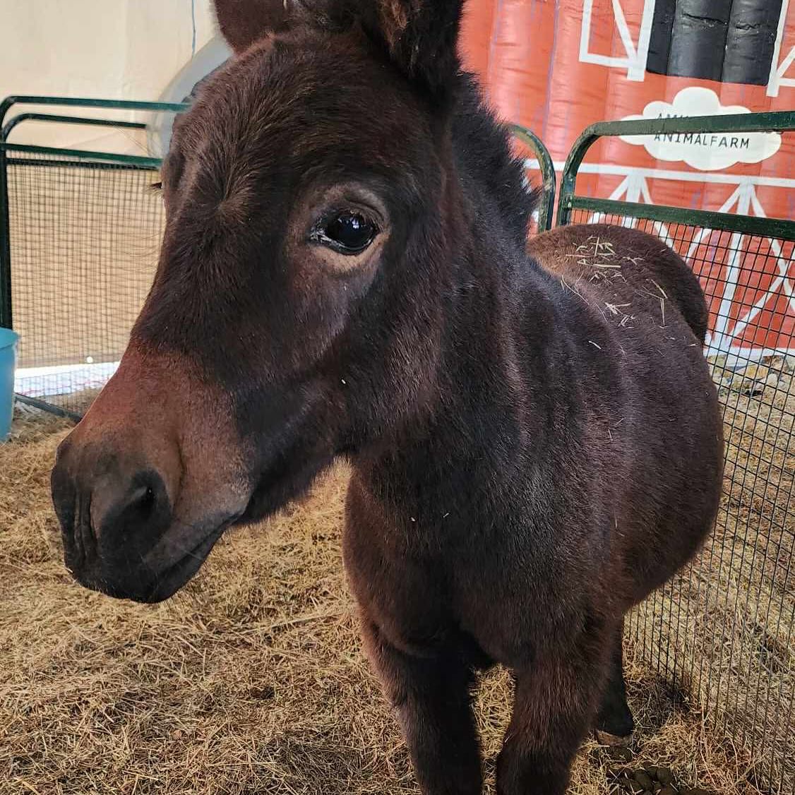 ๐ Good morning from all of us โ and of course, Jules the Mule! ๐ซ๐
Weโre up early, feeling excited and full of fun at the Cloncurry Show! Come say Hi and join the festivities! ๐ช๐ด