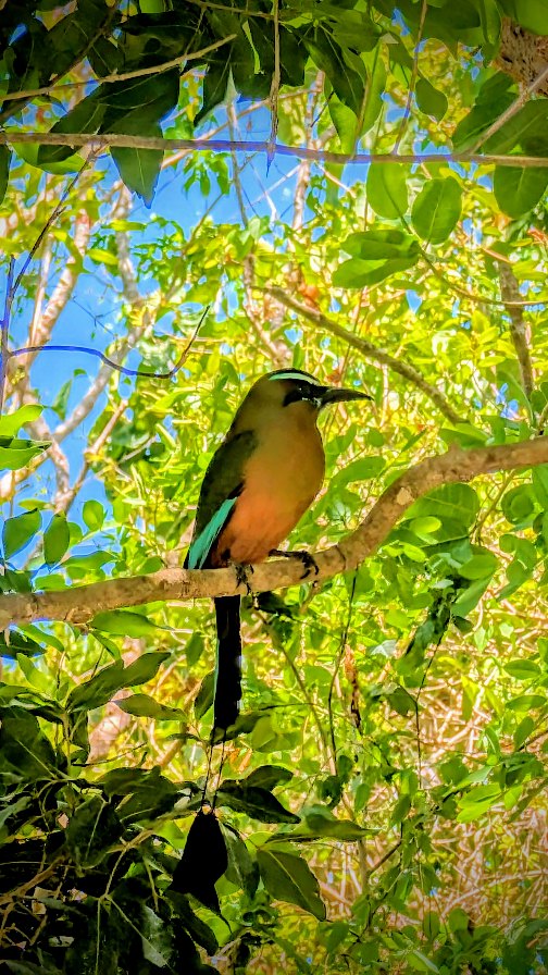 j'ai enfin rencontré le MotMot 😍
Je l’ai croisée en allant à une cenote, comme s’il m’attendait là.
Le Toh ou motmot , gardien mystique des eaux sacrées.
On dit que si tu le croises, il t’invite à ralentir… à écouter.
Quand je suis entrée dans ce lieu sacré, j’étais entourée d’une famille de Motmots…
Ils dansaient autour de moi, et dans leur silence vibrant,
ils m’ont livré un message puissant — que seul le cœur peut entendre.
Merci pour ce moment sacré. 🙏🏾
Et toi, tu as déjà rencontré le Motmot ?
#motmot #cenote #connexion #oiseauxdumexique #naturelovers #gratitude #fyp #foryoupage #fypシ #mexique🇲🇽