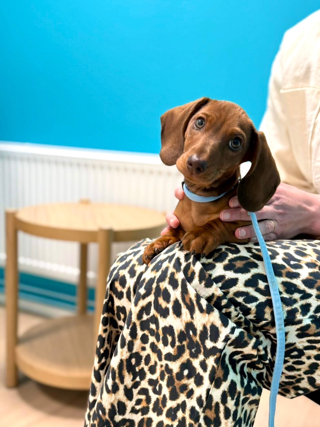 KANGASALAN uudistunut klinikka on nyt avannut ovensa osoitteessa Ellintie 2 ja ensimmĂ€iset asiakkaatkin saatiin eilen tutustumaan uuden klinikan tiloihin! đ©”
Tervetuloa Kangasalle!