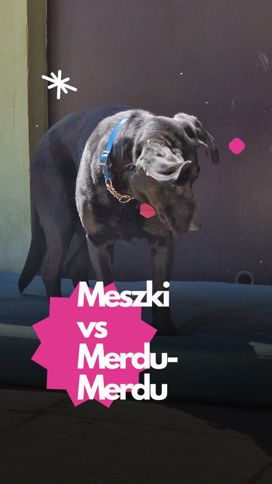 🐾 Meszki? U nas też się pojawiają – i jesteśmy na to przygotowani.
W ciepłych miesiącach meszki potrafią dać się we znaki – szczególnie psom z delikatną skórą, jasną sierścią i cienkimi uszami. Jeśli Twój pies kiedyś wrócił ze spaceru z opuchniętym pyskiem albo krwawiącym uchem, to wiesz, że te małe potwory nie żartują.
W Merdu-Merdu mamy na to swój system:
✔️ używamy bezpiecznych środków odstraszających
✔️ codziennie sprawdzamy najbardziej narażone miejsca – pysk, uszy, okolice oczu
✔️ w razie potrzeby mamy preparaty łagodzące i chłodzące kompresy
✔️ a jeśli trzeba – działamy od razu i kontaktujemy się z opiekunem
Znamy naszych psich gości, wiemy, którzy potrzebują szczególnej uwagi i reagujemy zanim zrobi się problem.
📣 Jak Wasze psy znoszą sezon meszkowy? Macie swoje sprawdzone patenty?
#merdumerdu #hoteldlapsa #pieswhotelu #latopodpsem #meszki #opiekadlapsa #piesnaspacerze #psiopiekun #warszawa #nowydwormazowiecki #modlin