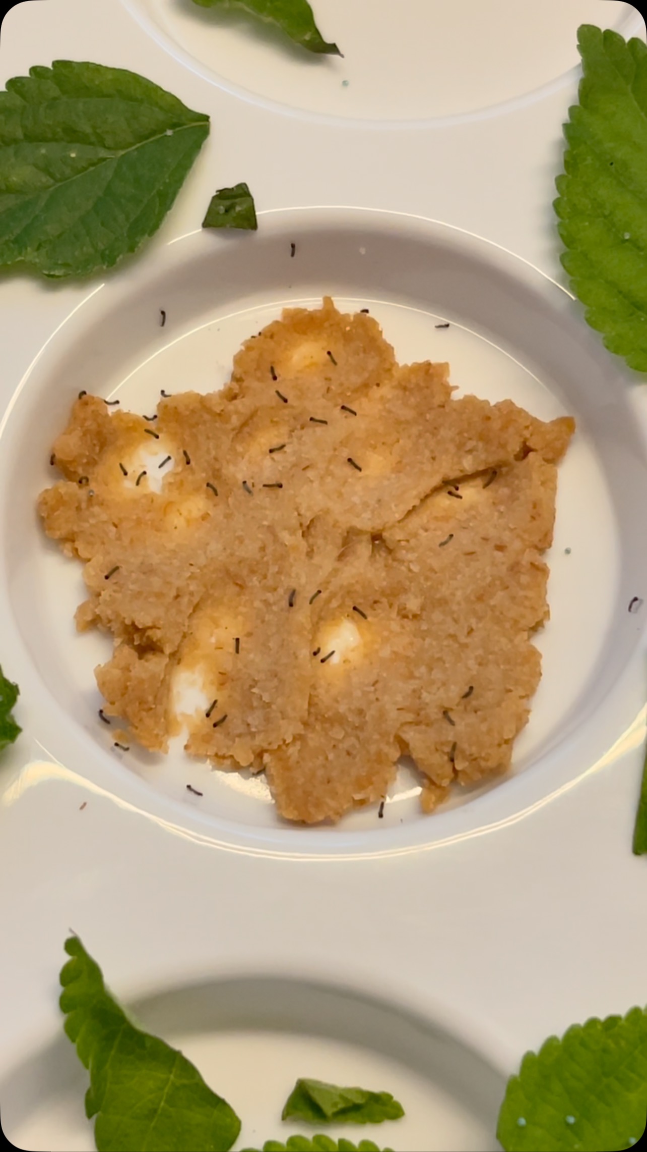 đŚâ¨New life is beginning!â¨đŚ
These are tiny baby caterpillars only a few hours oldâhatched right on their nutrient-rich diet! Natureâs miracles start small, but they grow fast! đđż
#Blackborg #ButterflyLifeCycle #PaintedLady #CaterpillarCare #ButterflySanctuary #InsectMagic #NatureIsAmazing #HomeschoolScience #ButterflyEggs #Metamorphosis#pollinatorgarden #butterflylifecycle #butterflykits #naturelovers #handsonlearning #butterflyfacts #butterflyrelease