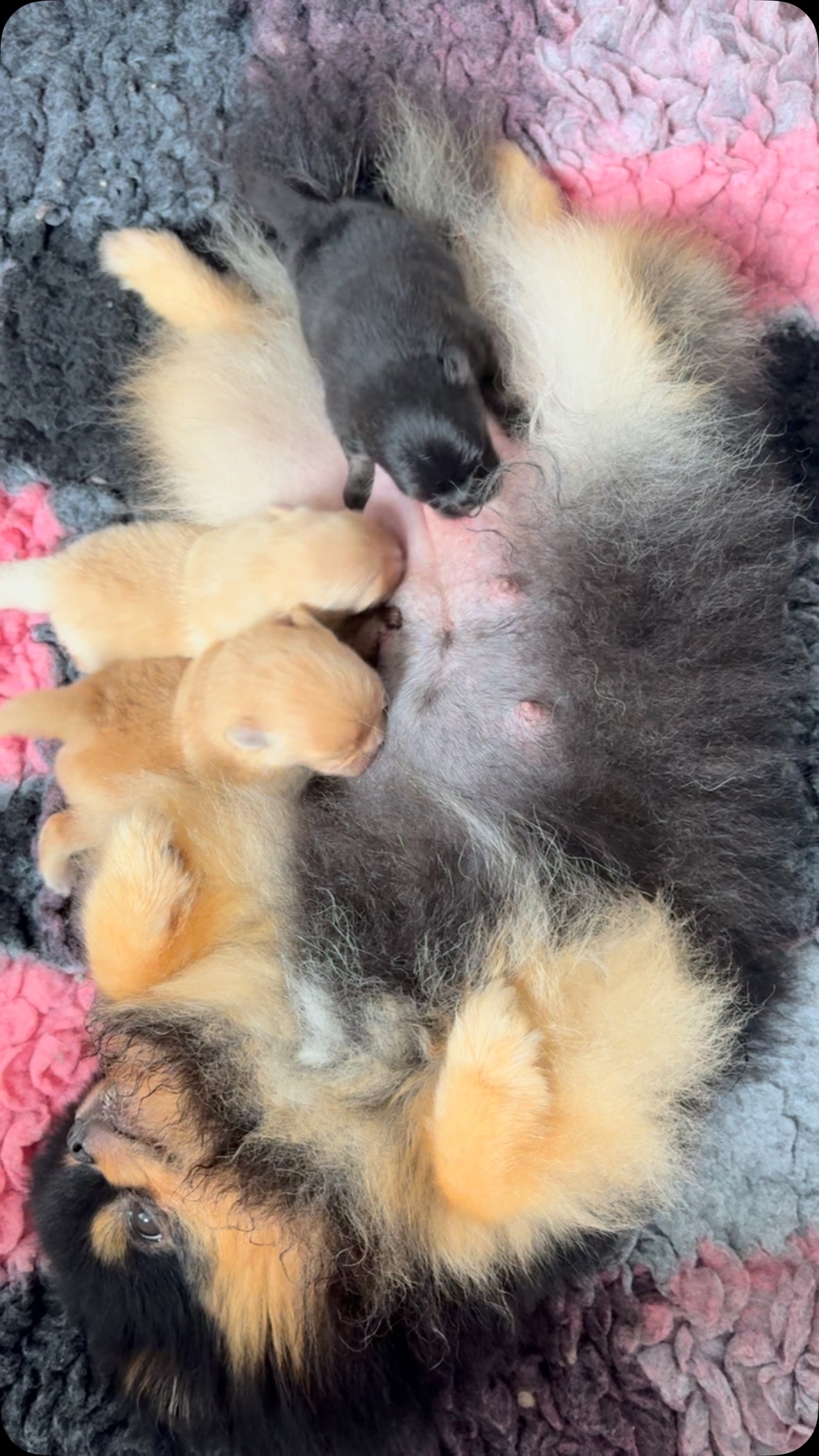 Best mom in town ♥️🐾 #pomeranianpuppy #pomeraniangirl #pomeranianboy #pomeranians #fluffydog #cutedogs #puppylife #pomeranian #cutedog #pomeranian #puppygram