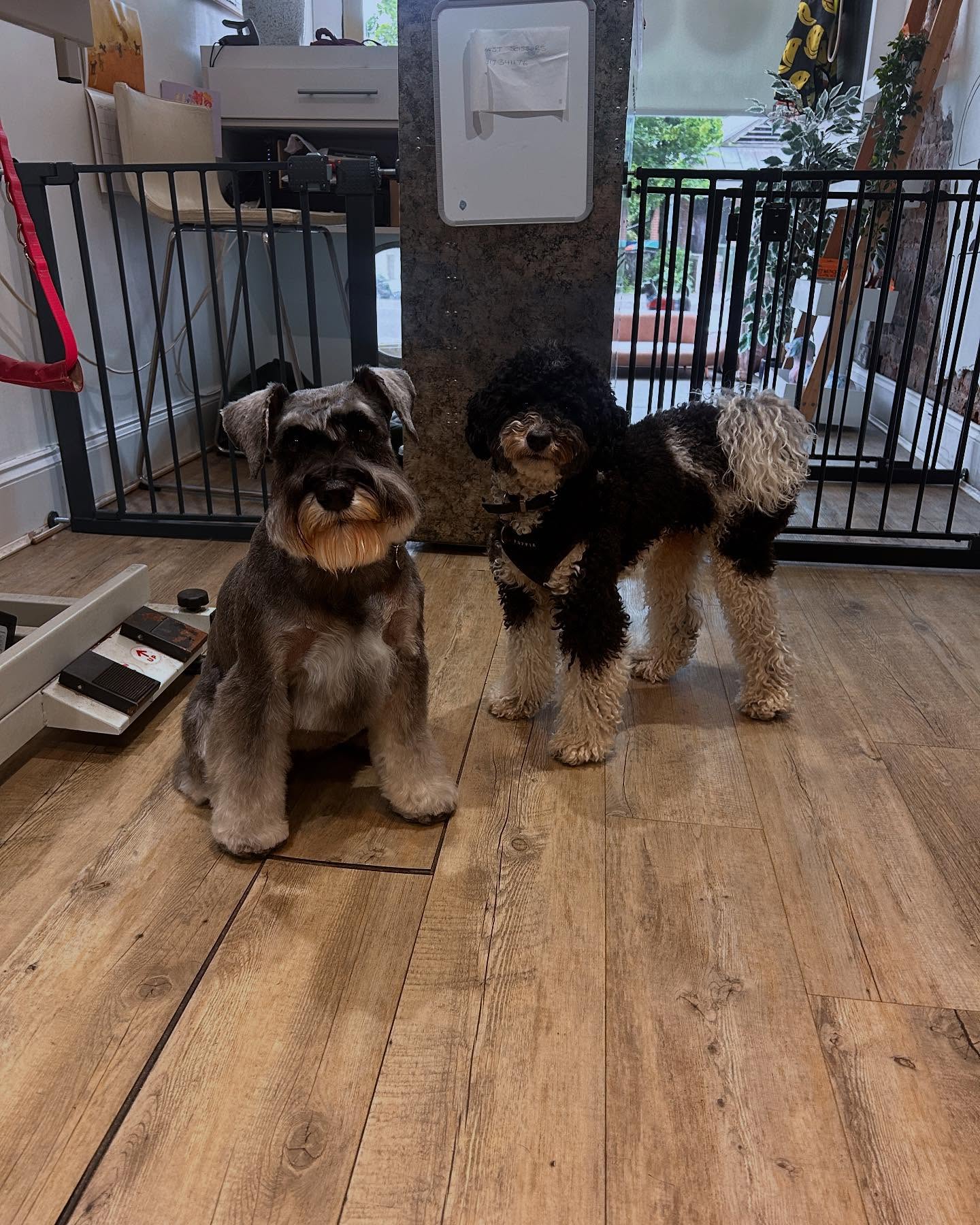 @bellastella_schnauzer is very popular with Panko. She’s so patient with him bless her. 😅❤️
.
.
.
#woofmans #woofmansdoggrooming #schnauzer #schnauzerlover #poodle #cutenessoverload❤️