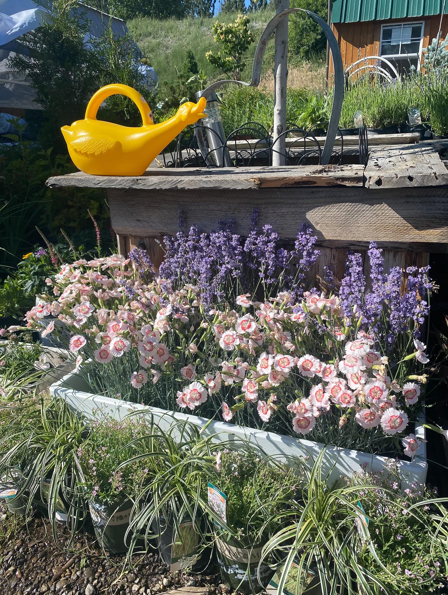 More pictures of our new perennials! Edibles, flowers, and shrubs oh my! 🌱🪻🪴🌸🌹
Open: Thursday-Monday // 9am-4pm