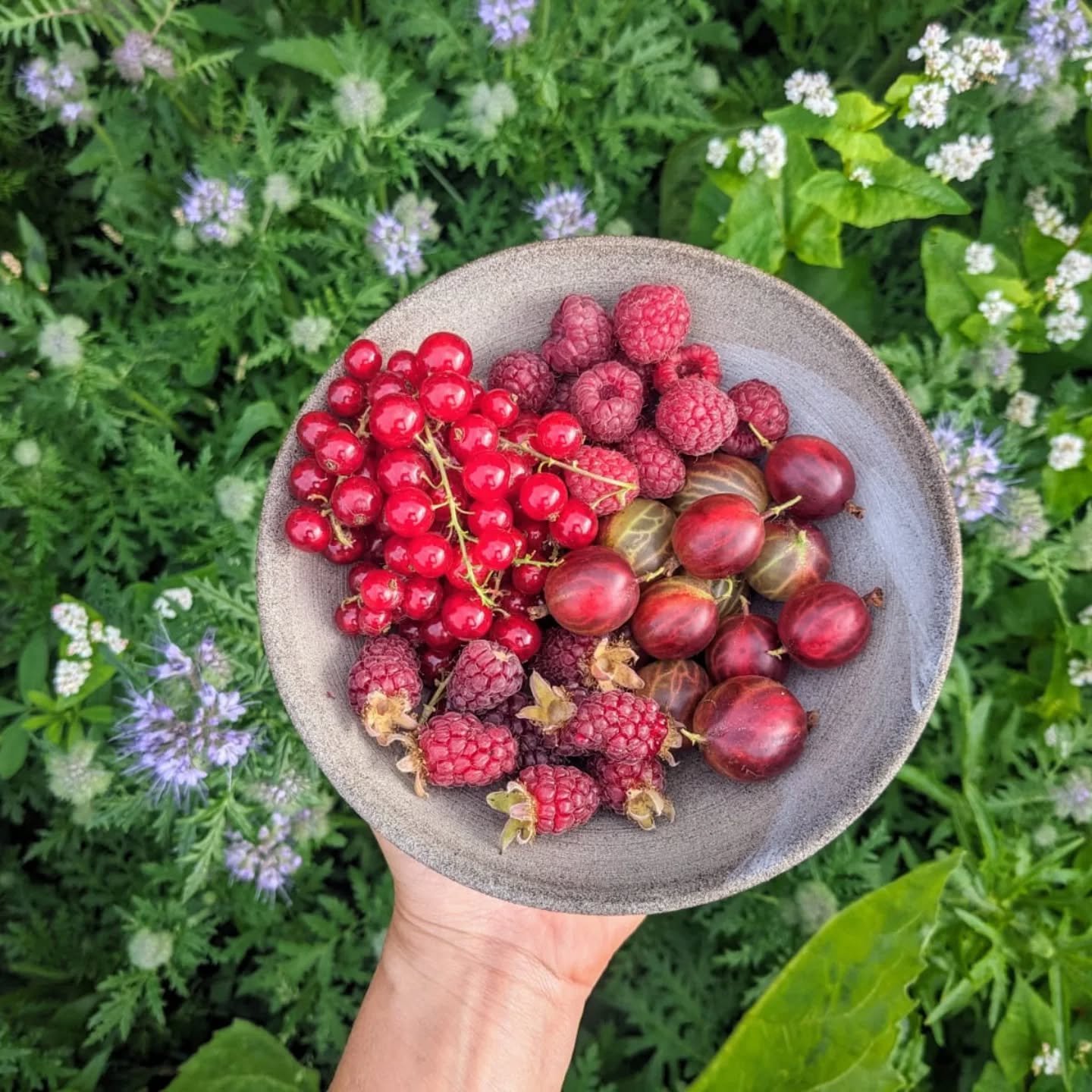 Tadaaaa, hier zijn ze dan, helder, mooi en zó smaakvol.
Spring morgen eens binnen, we zijn open voor zelfpluk.
En er is heerlijke koffie van @mok_coffee ☕
Betse staat morgen voor je klaar, van 10u tot 18u ☀️
info & prijzen opnde website (link in bio)
welkom! ✌🏻