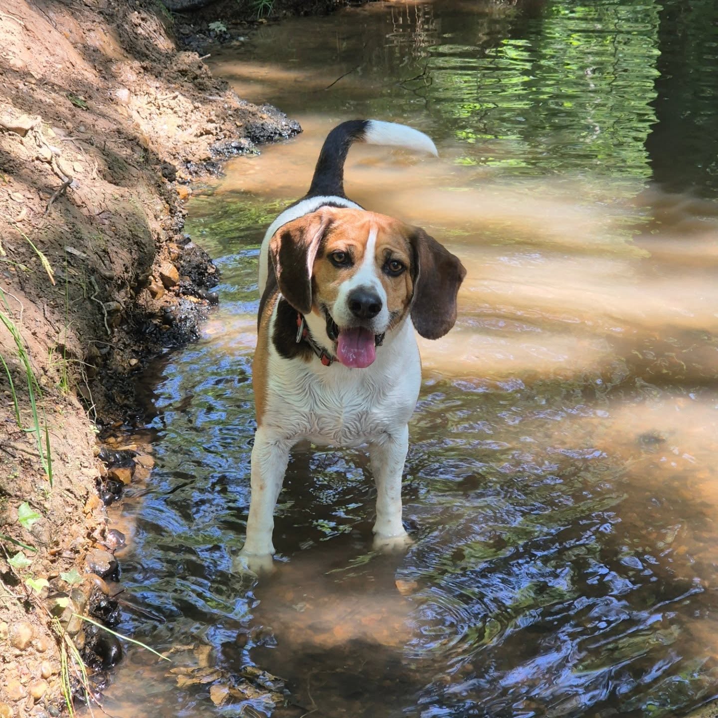 Hot days call for shady walks by the stream π©΅π¦