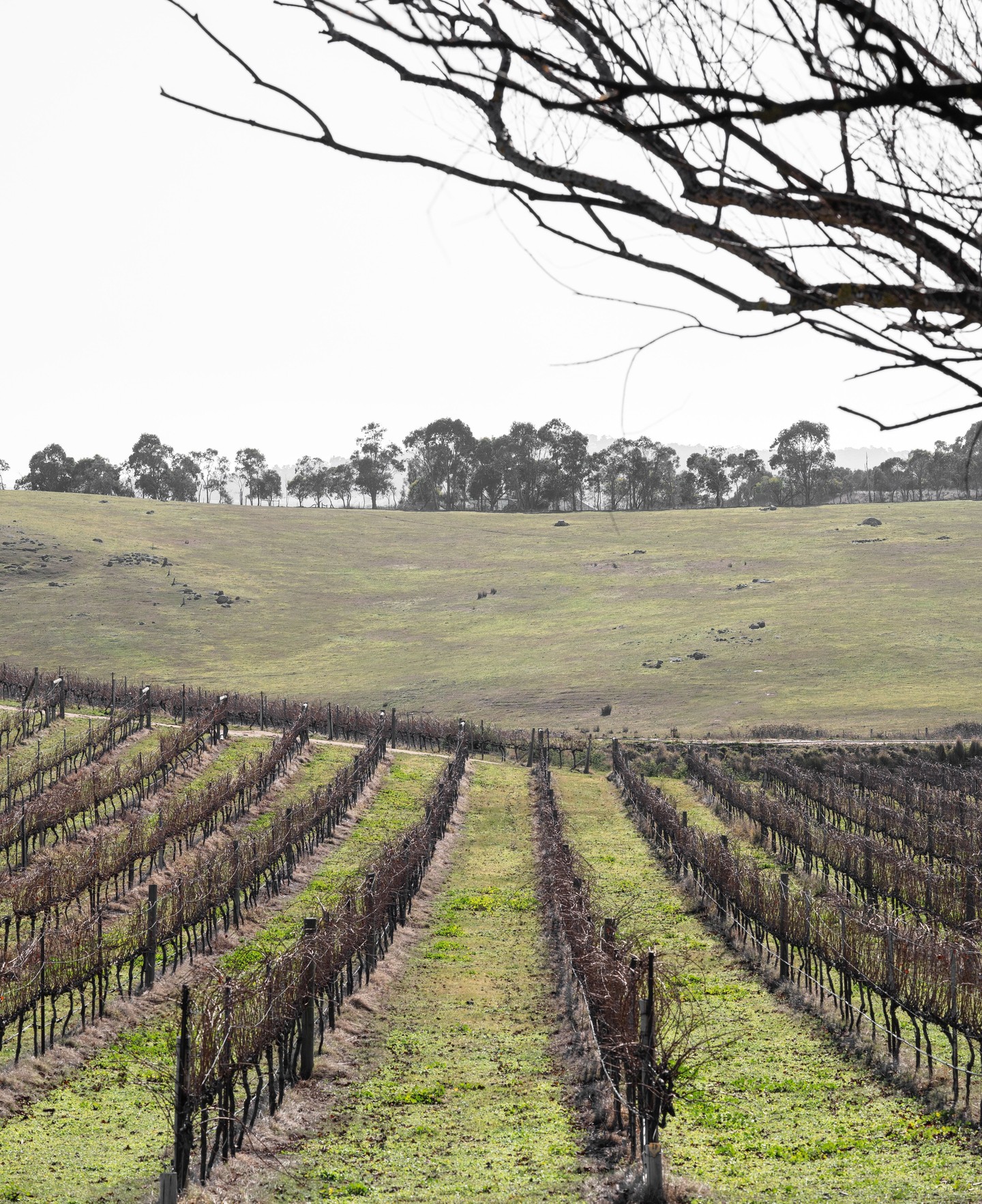 The quiet beauty of winter: rows of vines in perfect symmetry, waiting for the warmth of spring.
Join us for stunning views and some exceptional wine from 11-5 any day of the week.
.
.
.
.
.
#macedonrangeswine #visitmacedonranges #macedonrangesnaturallycool #visitvictoria #daylesfordmacedonrangestourism #daylesfordmacedonranges #daylesfordmacedonlife #lancefield #cobaw #explorevictoria #countryvictoria #macedonranges #granitehills #granitehillswinery #victorianwine #wineaustralia #macedonrangeswinery
