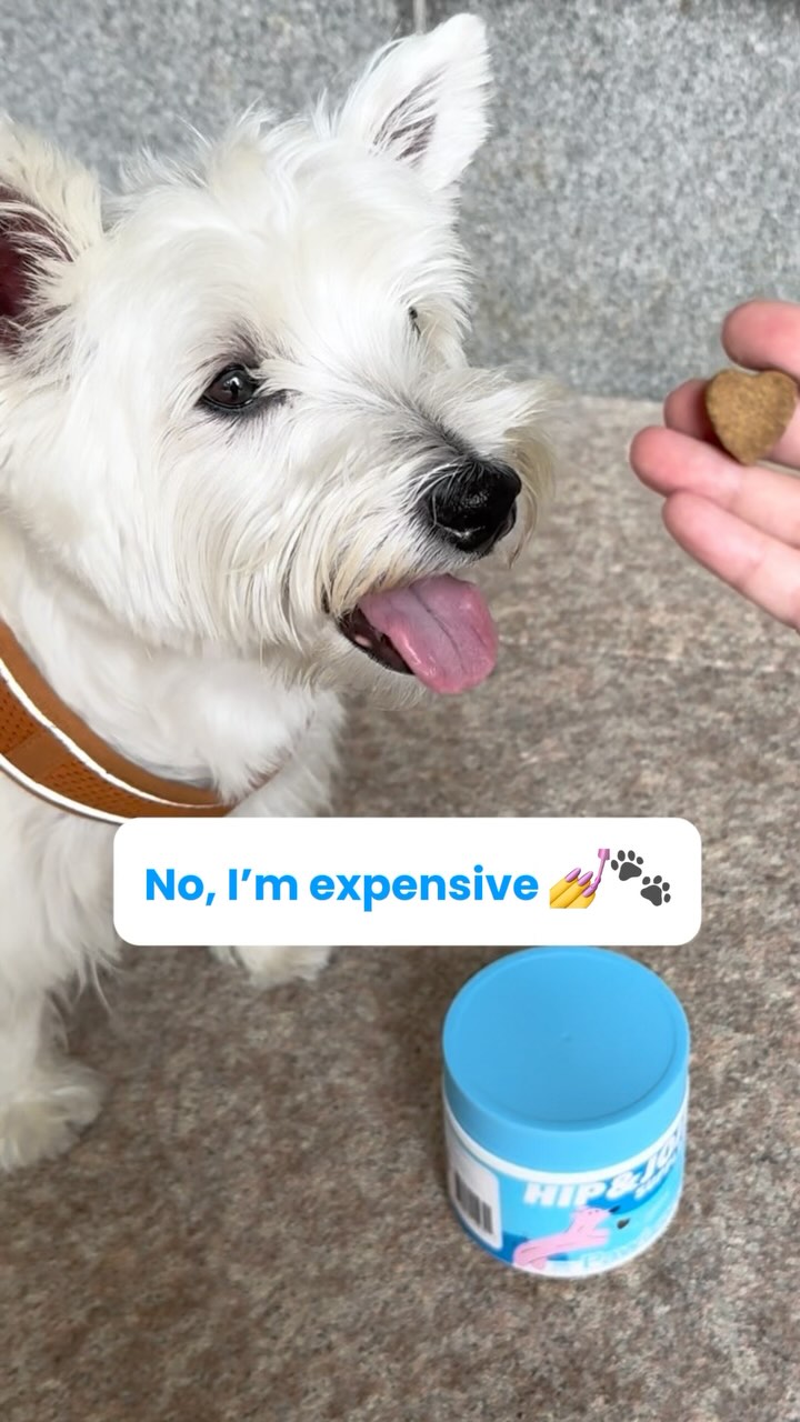 Nope, not free—I’m spoiled, pampered, and worth every penny 🐾💅
#Pawizon #spoileddog #dogwellnesstips #cutedoglife #healthypup #healthydoglife #dogmom #dogdaddy #dogdaily #doglover #sweetpuppy #dogoftheday