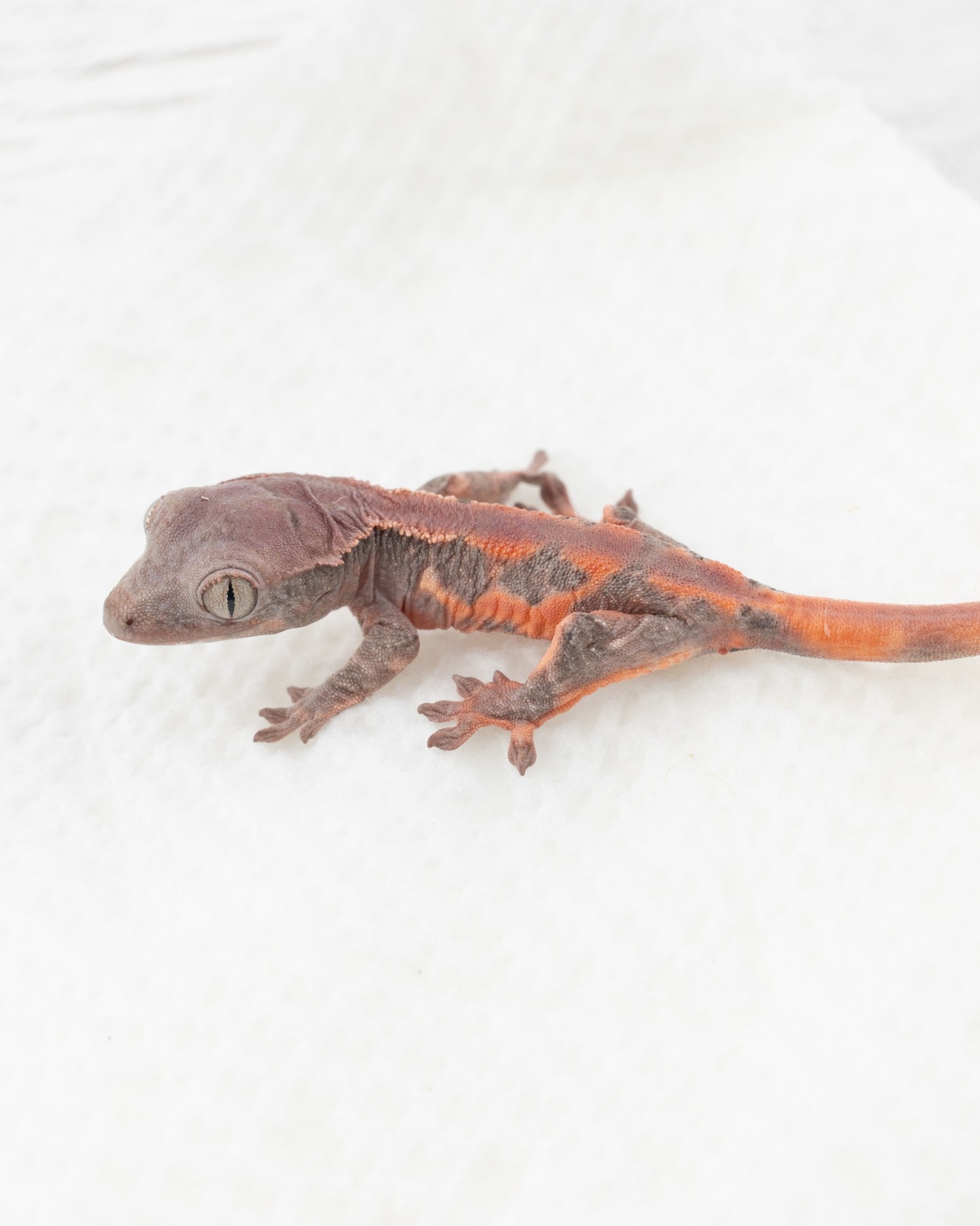 We captured some fired down photos of our latest stunner that popped out a few days ago. This Lilly White ChoCho is absolutely breathtaking. This project is so damn cool, we are truly excited to see what this season beholds as we continue to pop these out. The gene expression variability is huge, and there is so much that can be done!!
-
This pairing was a visual Chocho x Lilly White 100% Het. (She was 50% but we proved her out last month.)
#ChoCho #RubyReptiles #chochocrestedgecko #lillywhitechocho