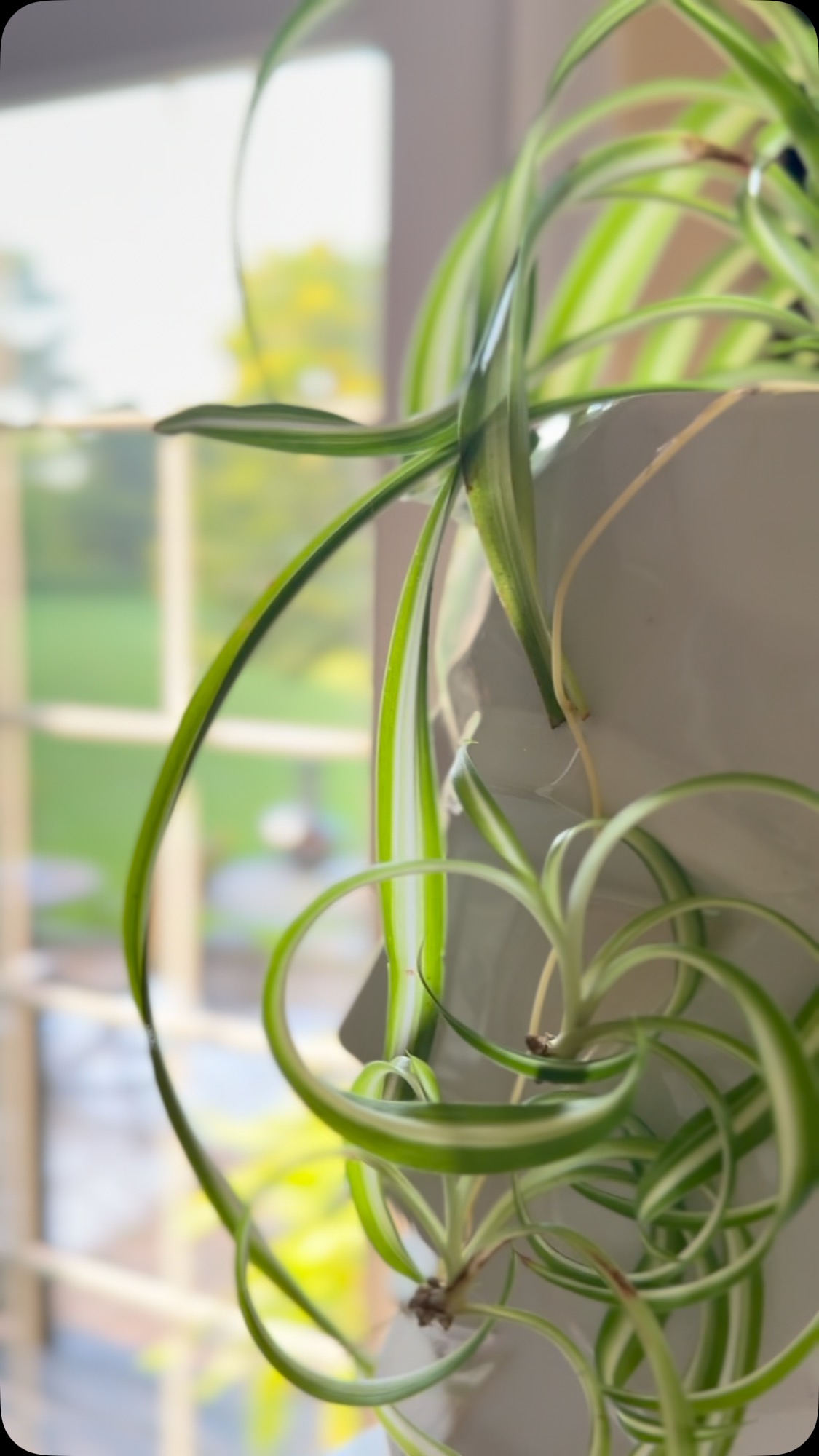 Whatâs your favorite time of day sunrise or sunset?
Iâm always chasing the glow. Natural light is my daily mood enhancer, and my plants seem to agree. đą
Hereâs to another day of rising, growing, and embracing every possibility.
.
.
.
#wcainteriors
#wandracaininteriors
#interiordesigner
#interiordesignerlifestyle
#Designtherapy
#selfcaremoment
#MoodByNature
#InteriorInspo