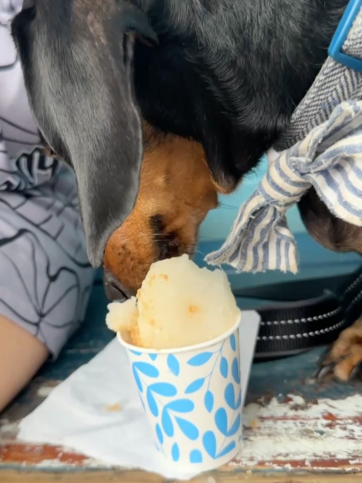 Did you know they had peanut 🥜 butter flavor shave ice 🍧 for dogs at Waiola? Super Fun 🤩 for summer break with @elwoodbluesdachy