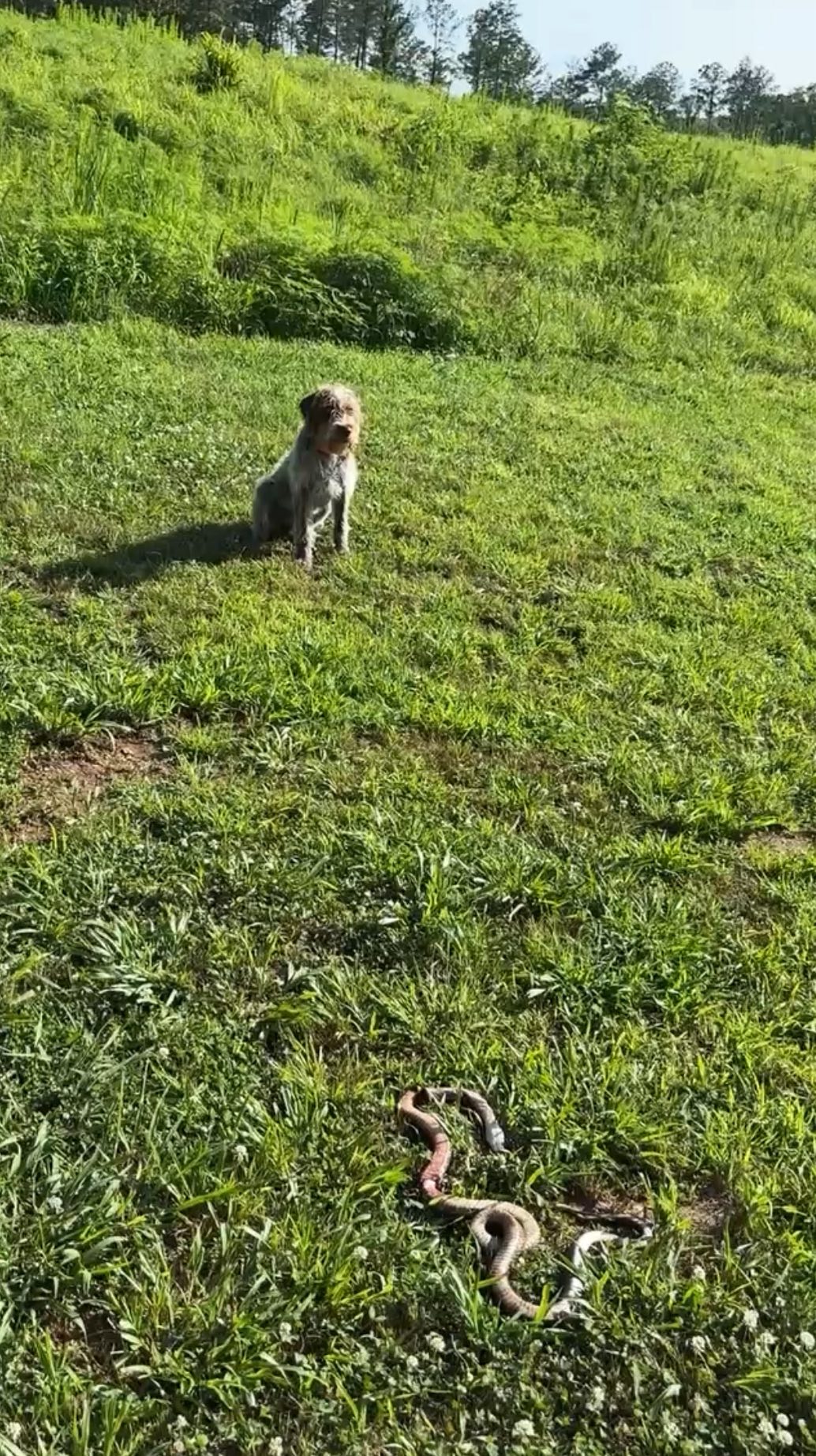 It’s that 🐍 time of year … snake aversion sessions with the unlucky chicken snake who was going for quail pin.
.
.
.
#schillingsgundogs #schillingsgundogstraining #sgdtraining
#uplanddogtraining #uplanddogtrainer
#gundogtraining #gundog #birddogtraining #birddog
#obediencetraining #schillingsgundogsobedience #sgdobedience