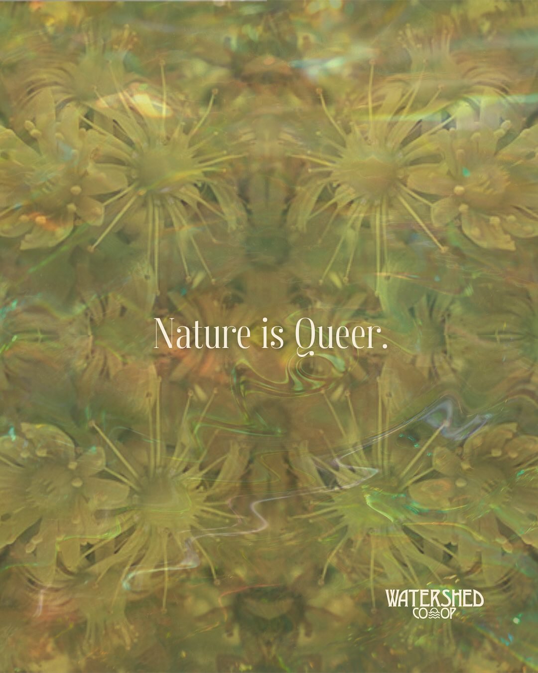 Itâs important to sayâbecause moments of solidarity are so important right now and alwaysâthat Watershed Wellness unequivocally stands with, alongside and as the LGBTQQIP2SAA Community now and forevermore. And this Pride Month we are in celebration of the beautiful truth that diversity isnât just naturalâitâs the very engine of evolution, the spark of lifeâs endless creativity.
From the depths of the ocean to the canopy of ancient forests, Mother Earth herself is gloriously, unapologetically QUEER â¨
đ Earthworms, slugs, and snails living their intersexed truth
đ Clownfish changing sex when their community needs it
đ Moon wrasse, California sheephead, groupers, and parrotfish flowing between sexes like the ocean tides
đŚ Mormon fritillary butterflies expressing their complex beauty
đż Jack-in-the-pulpit plants switching sexes with the seasons
đ Striped maple trees changing from male to female as they grow
đ¸ Countless flowers carrying both masculine and feminine within their petals
And our animal family showing us love has infinite forms:
đŚ Giraffes in their tender same-sex bonds
đŹ Dolphins celebrating joy and connection
đŚ Lions expressing affection across all relationships
đ Elephants with their profound emotional intelligence
đ§ Penguins partnering for life regardless of sex
𦢠Swans in their graceful same-sex courtships
đŚ
Albatross pairs raising chicks together with pure love
Nature teaches us that queerness isnât deviationâitâs a CELEBRATION. Itâs resilience. Itâs the universe saying âYESâ to every possible way of being.
To every queer soul reading this: You are exactly as you should be. You are whole. You are evolutionâs masterpiece, continuing billions of years of Earthâs most creative expression.
Your identity spans cultures, generations, and heritage because queerness has always been hereâwoven into the very fabric of existence itself.
đłď¸âđđłď¸ââ§ď¸ May we all keep living our magnificent, most authentic expression of being!
HAPPY PRIDE MY BELOVEDS