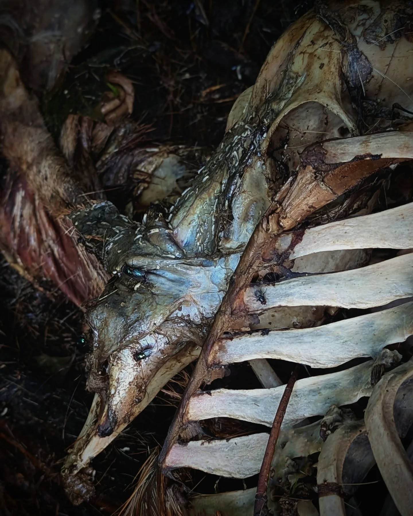 ...Though spring, spring with
its black appetite,
Comes seeping out of the earth...
from Vigil by Quan Barry
#springceremony #vigil #deathrituals #foraging #bonecollector #bones #plantednotburied #alchemy #myallegiancetonatureistotal #devotion #worshipinthewoods #praytothewilds #deathislife #forestgoth #thisonewildandpreciouslife