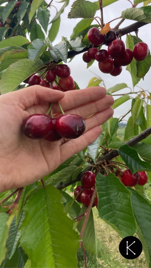 Con el calor del verano, una vez recogidas, las cerezas duran apenas unos días sanas y ricas para su consumo. Por eso necesitamos conservarlas en frío, para que lleguen en perfectas condiciones a las tiendas desde las que se distribuyen.
Para ayudarnos a mantener frescas las cerezas que esperamos recoger esta temporada, hemos alquilado un camión frigorífico.
Y a ti ¿cuánto te dura una caja de cerezas en casa?
#allande #asturias #Linares #KumaCherries #cerezas #zreizas #Agricultura #productores #productodecercanía #productodeproximidad #FrutaNatural