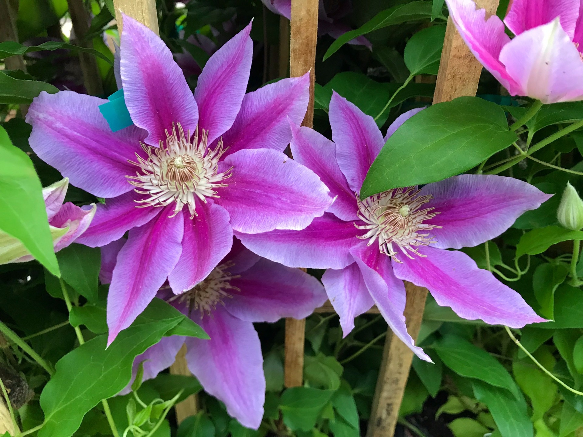 Trellis ready and packed with color, clematis takes any garden wall from basic to breathtaking!