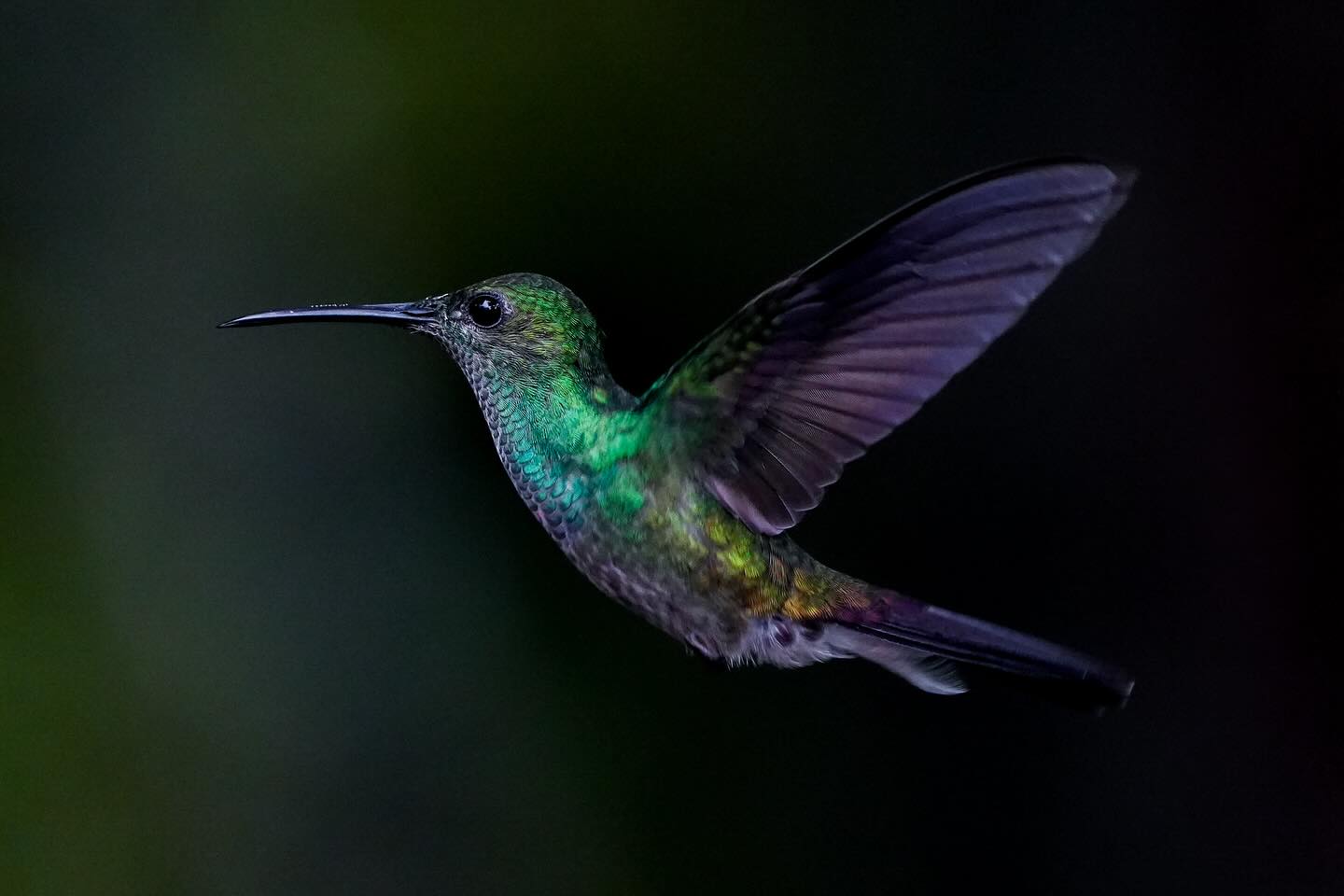 Barely bigger than a butterfly, it was mesmerising to watch these sequinned hummingbirds zoom around on my recent Rainforest Animals Of Panama photo tour. Shot on Sony A7 IV and 200-600mm, a perfect reactive combo for capturing the birdsā frantic energy. I enjoyed playing with different lighting and shutter speeds, trusting the camera to do its job and simply responding to the dazzling madness!
#thechoiceofcreators @sony.unitedkingdom #thechoiceofwildlife #sonyalpha #naturelovers #rainforestanimals #closetonature #lowkey #birdspanama #avespanama #hummingbirds #colibri