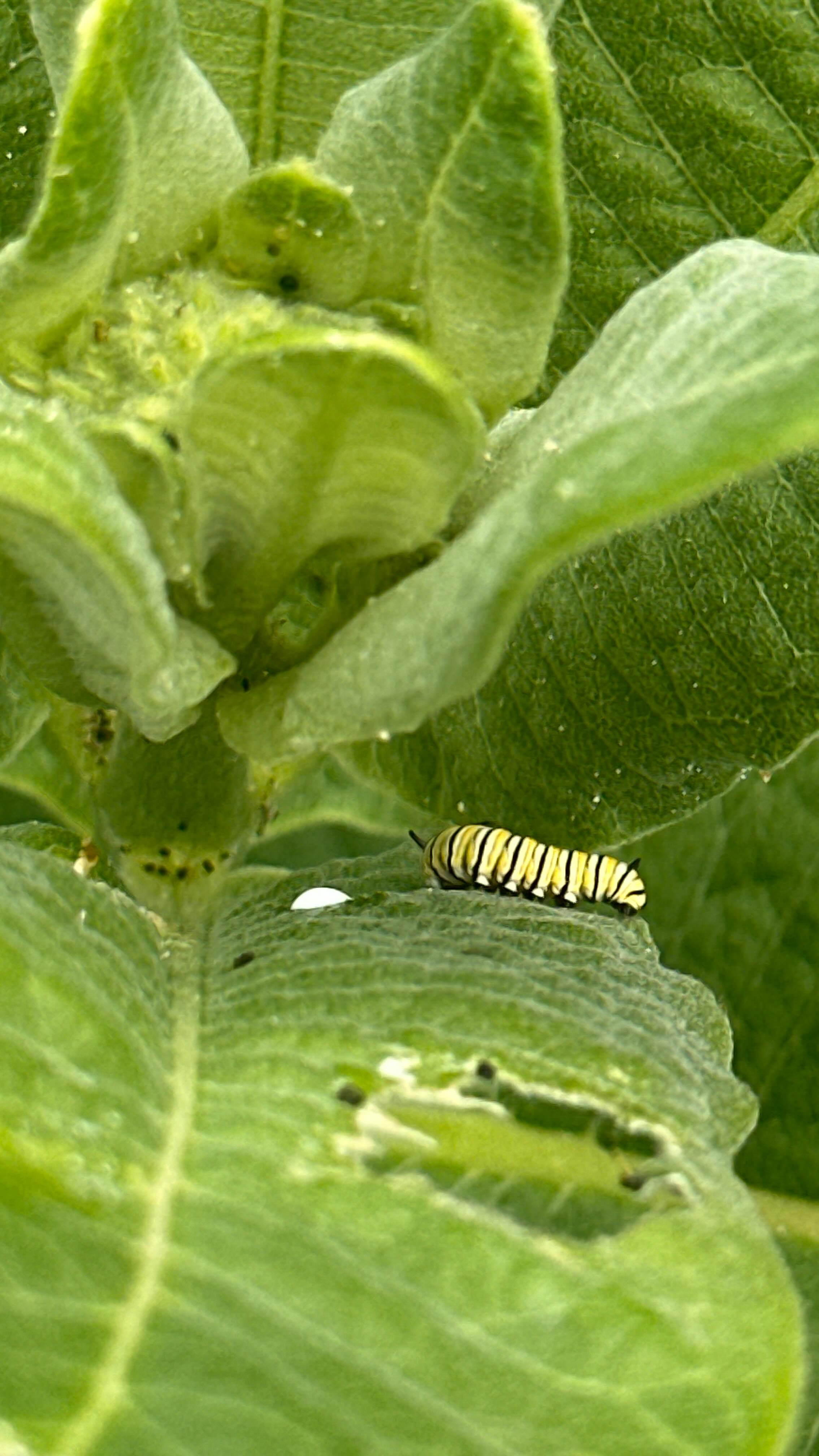 Giant caterpillar 🐛 #pottery #ceramics #handbuiltceramics #pottersofinstagram #ceramicartist