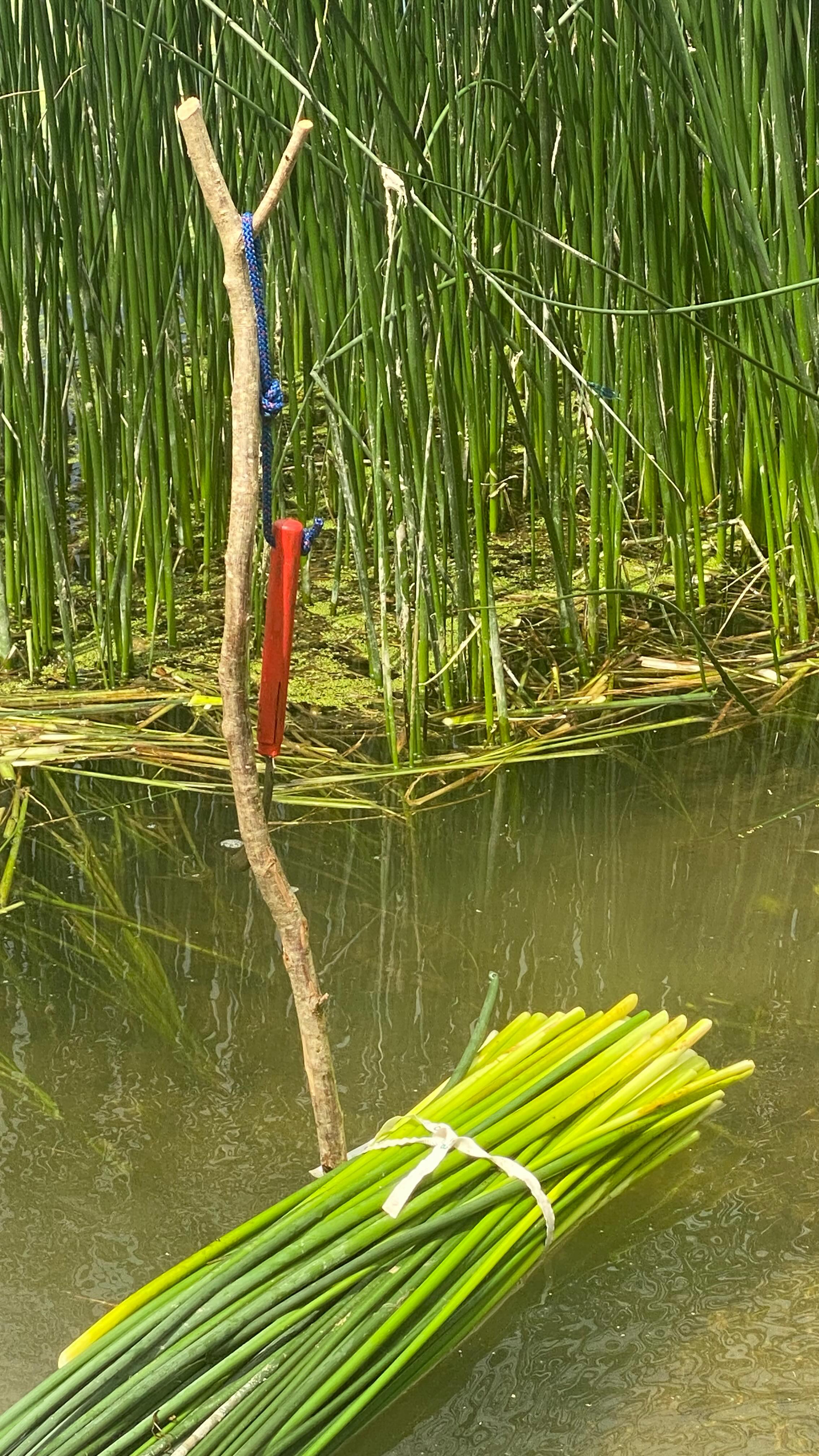 Rush cutting 🌱
Somerset bliss as I experienced my first day of rush cutting with the kind tutorage of Linda @woodandrush and the perfect company @creativejourneyswithem , thanks both so much, a day of fascinating learning and real serenity 💚
#rushcutting #heritagecrafts #heritageskills